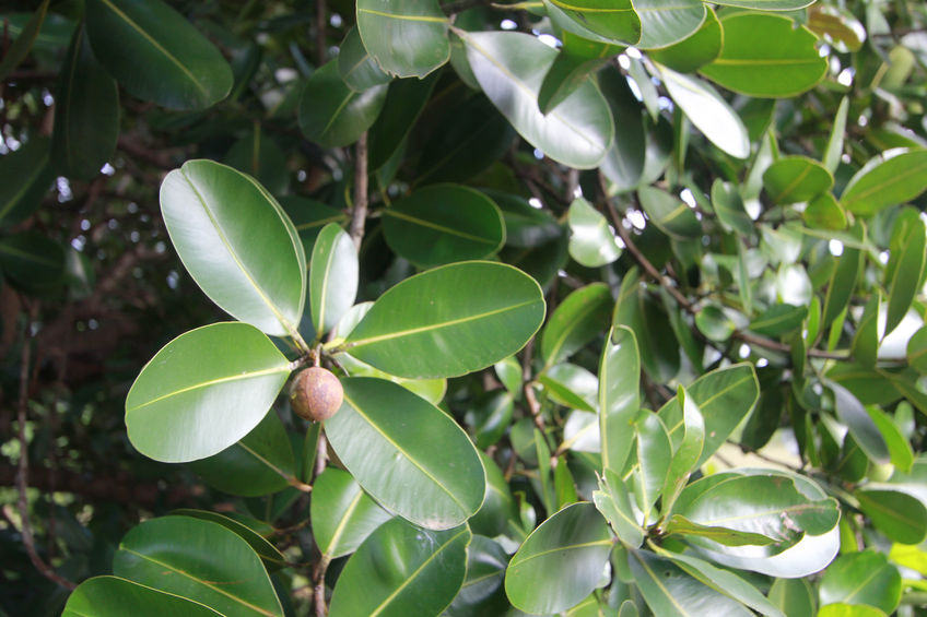 Tamanu Oil Organic Virgin