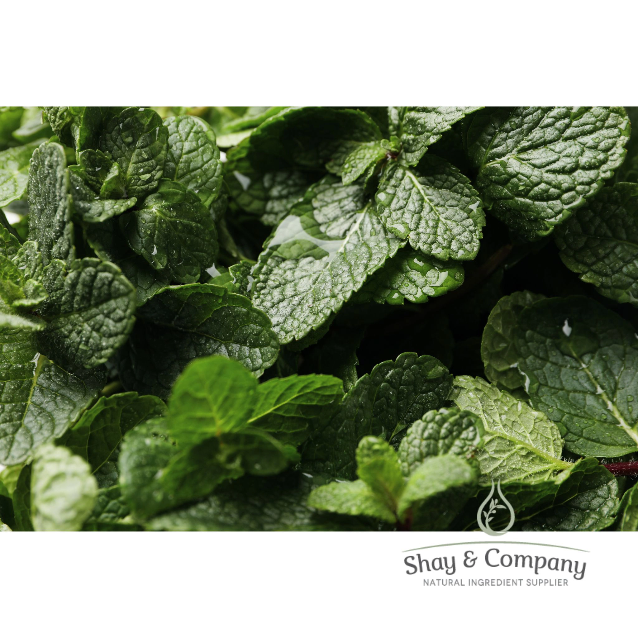 Peppermint Essential Oil (Willamette Valley)