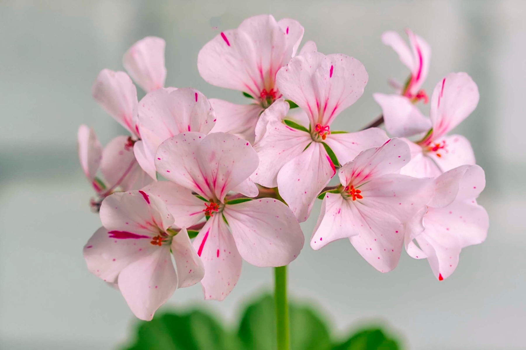 Geranium Rose Essential Oil Blend