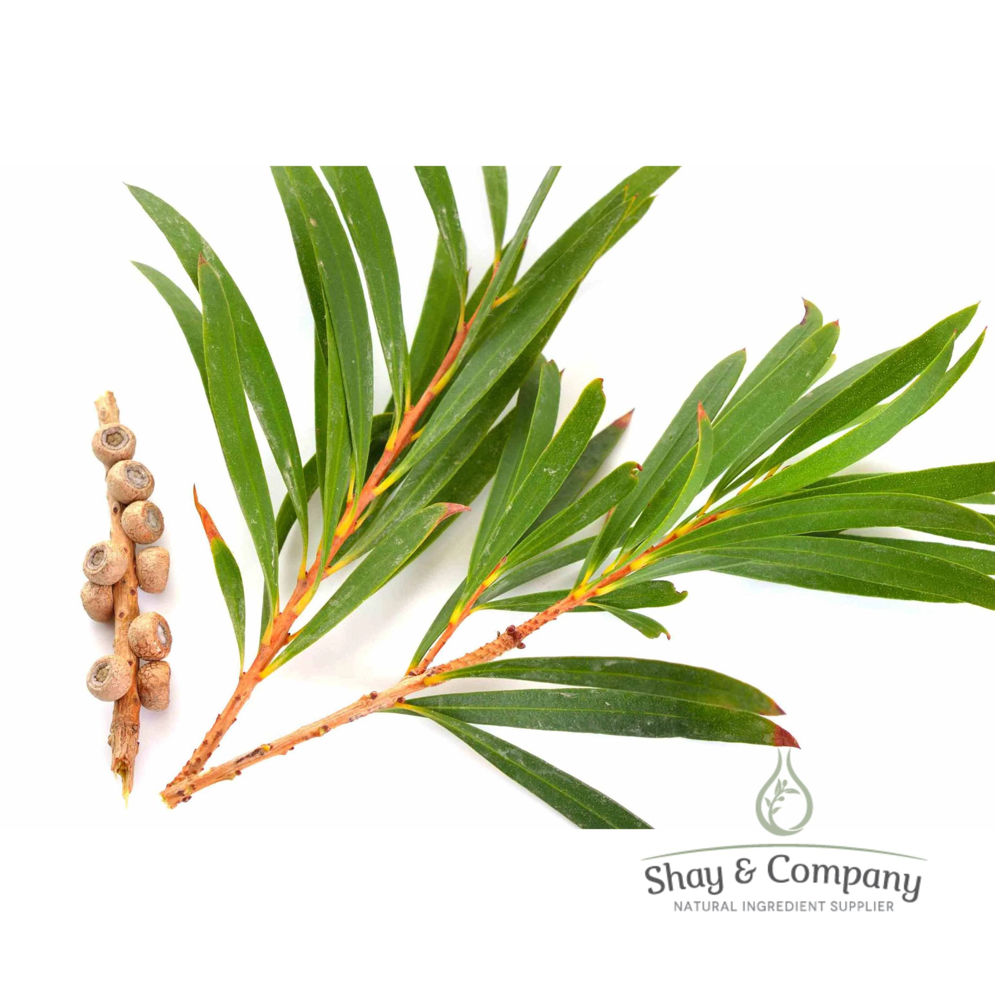 Tea Tree Essential Oil
