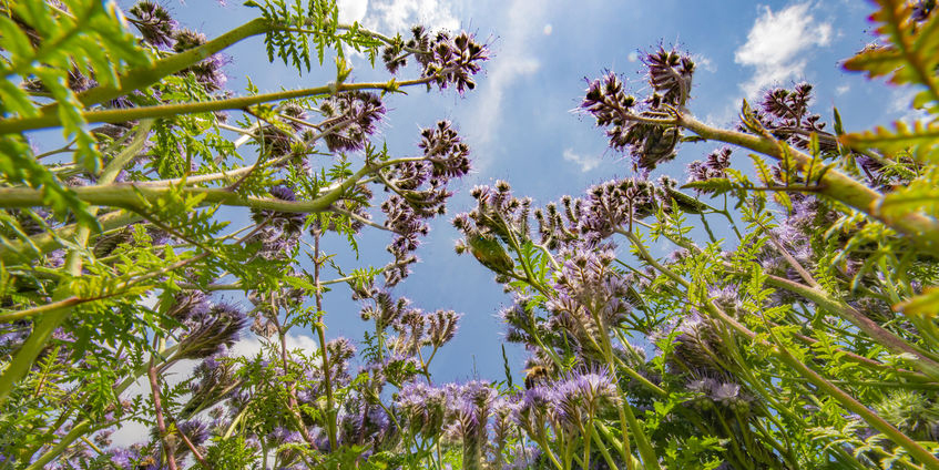 Pure Blue Tansy Essential Oil