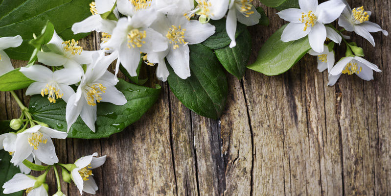 Jasmine Fragrance