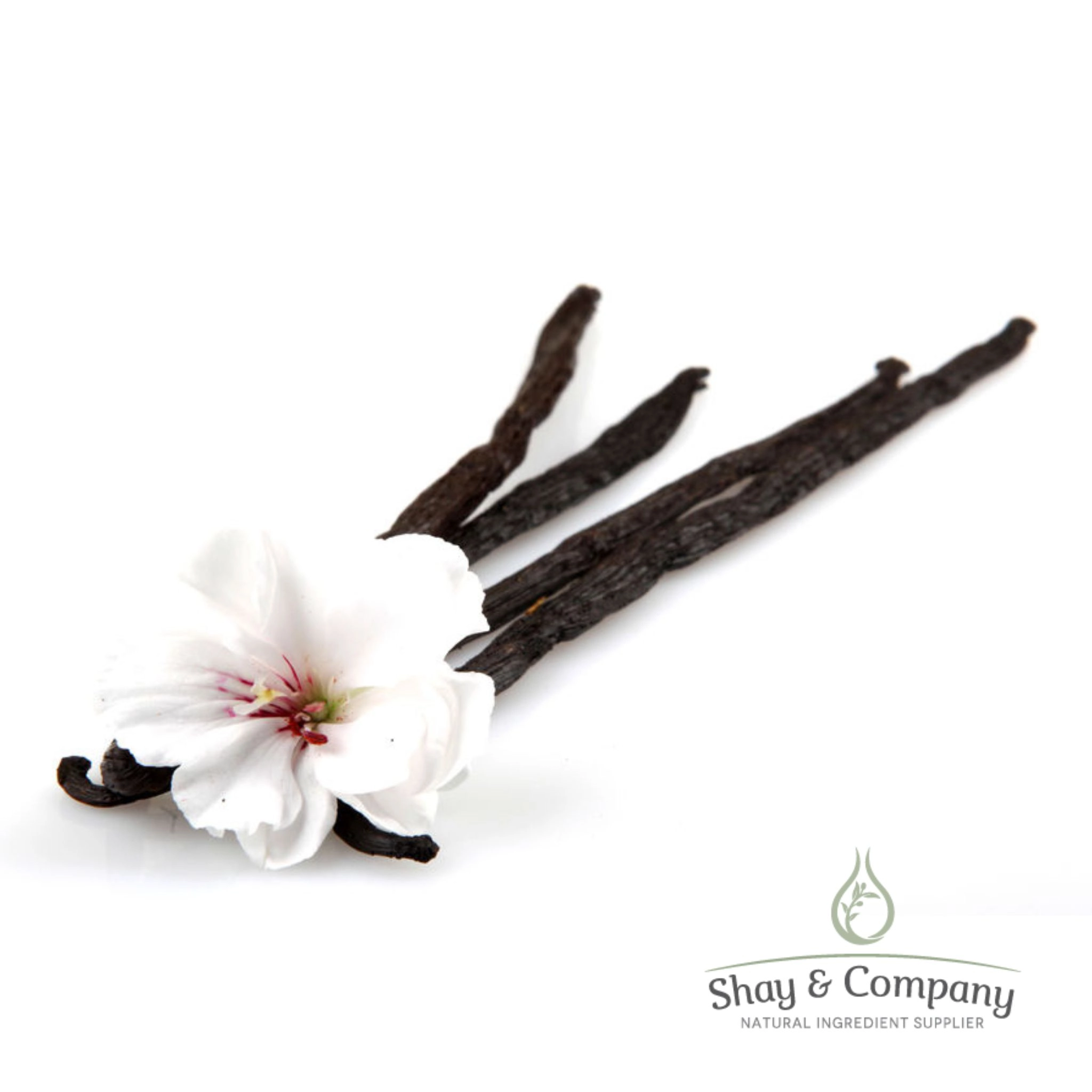 Vanilla Fragrance Oil Non-Discoloring Paraben & Phthalate-Free