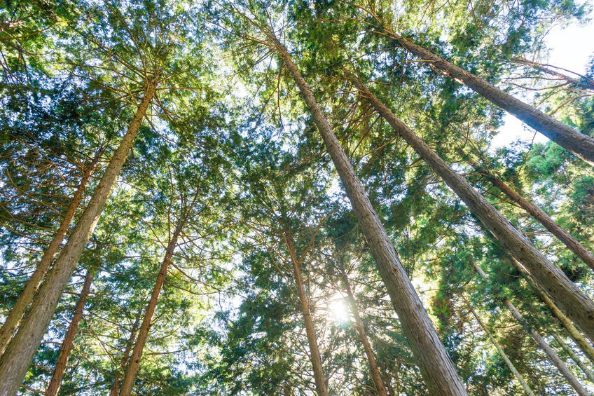 Cypress Essential Oil