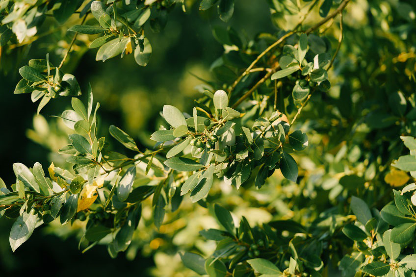 Ravensara Aromatica Essential Oil
