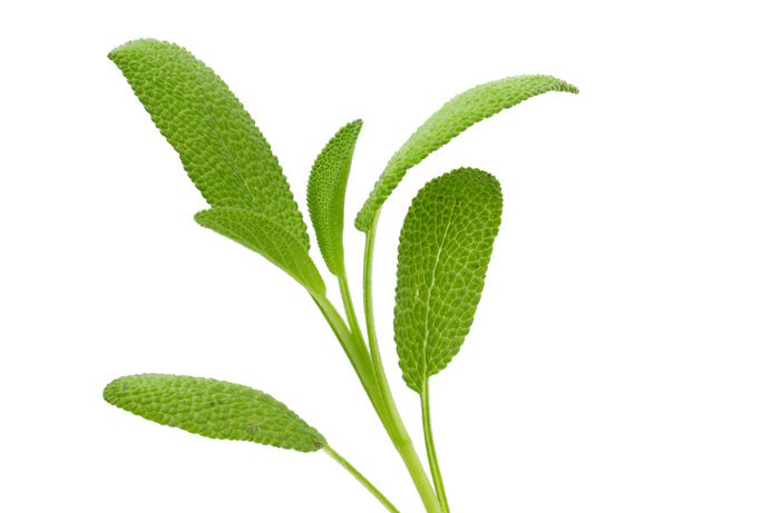 Dalmatian Sage Essential Oil