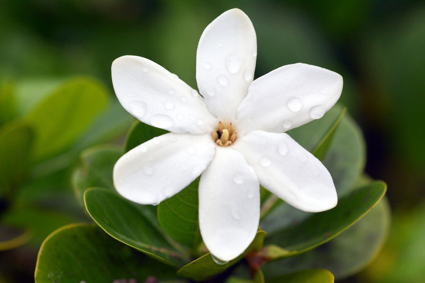 Monoi Concentrate Parfum (Tahitian Gardenia)