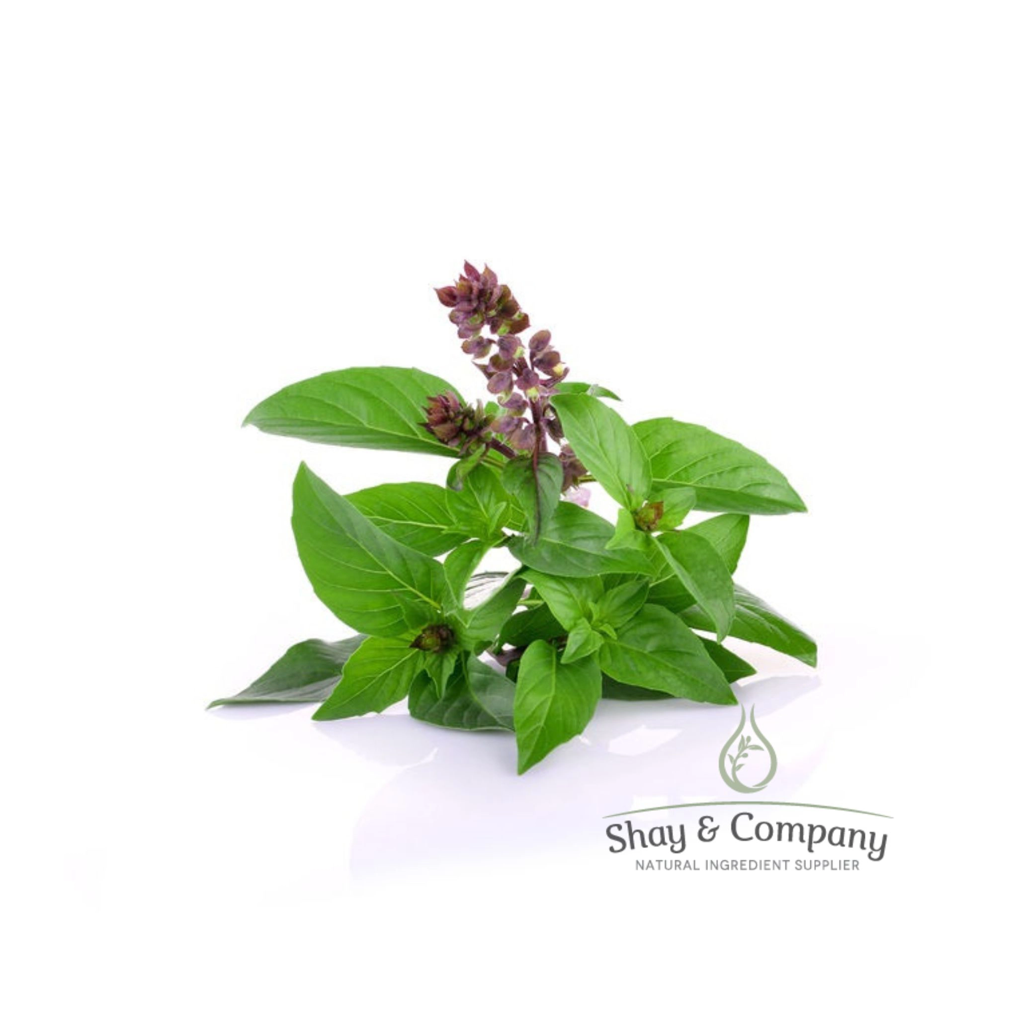 Basil Sweet Essential Oil