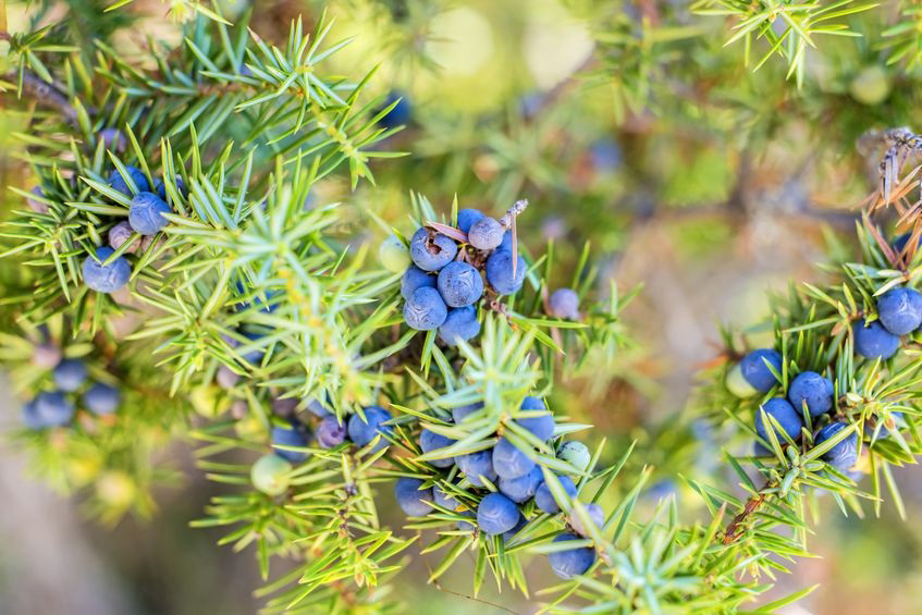 Juniper Berry Essential Oil