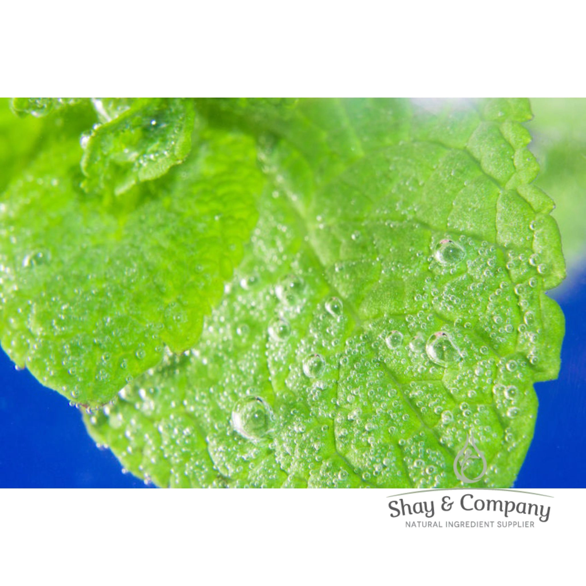 Peppermint Water Hydrosol (Hydrolat) Organic