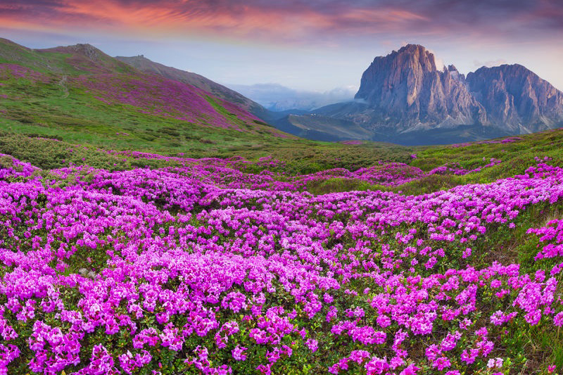 RHODODENDRON ESSENTIAL OIL
