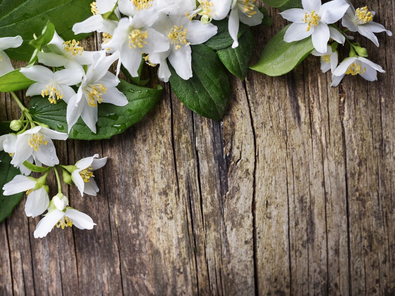 Jasmine Grandiflorum Floral Wax Essential Oil Concentrate