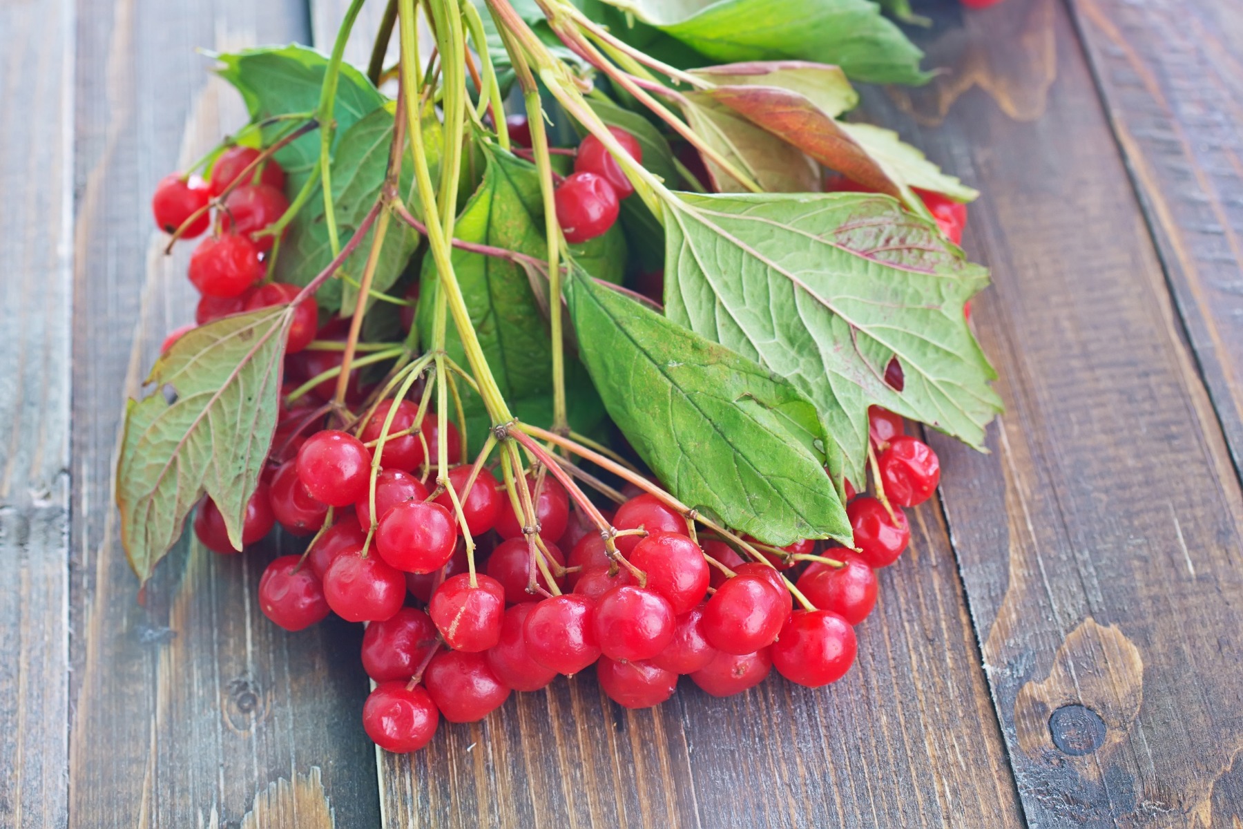 Laurel and Cranberry Fragrance