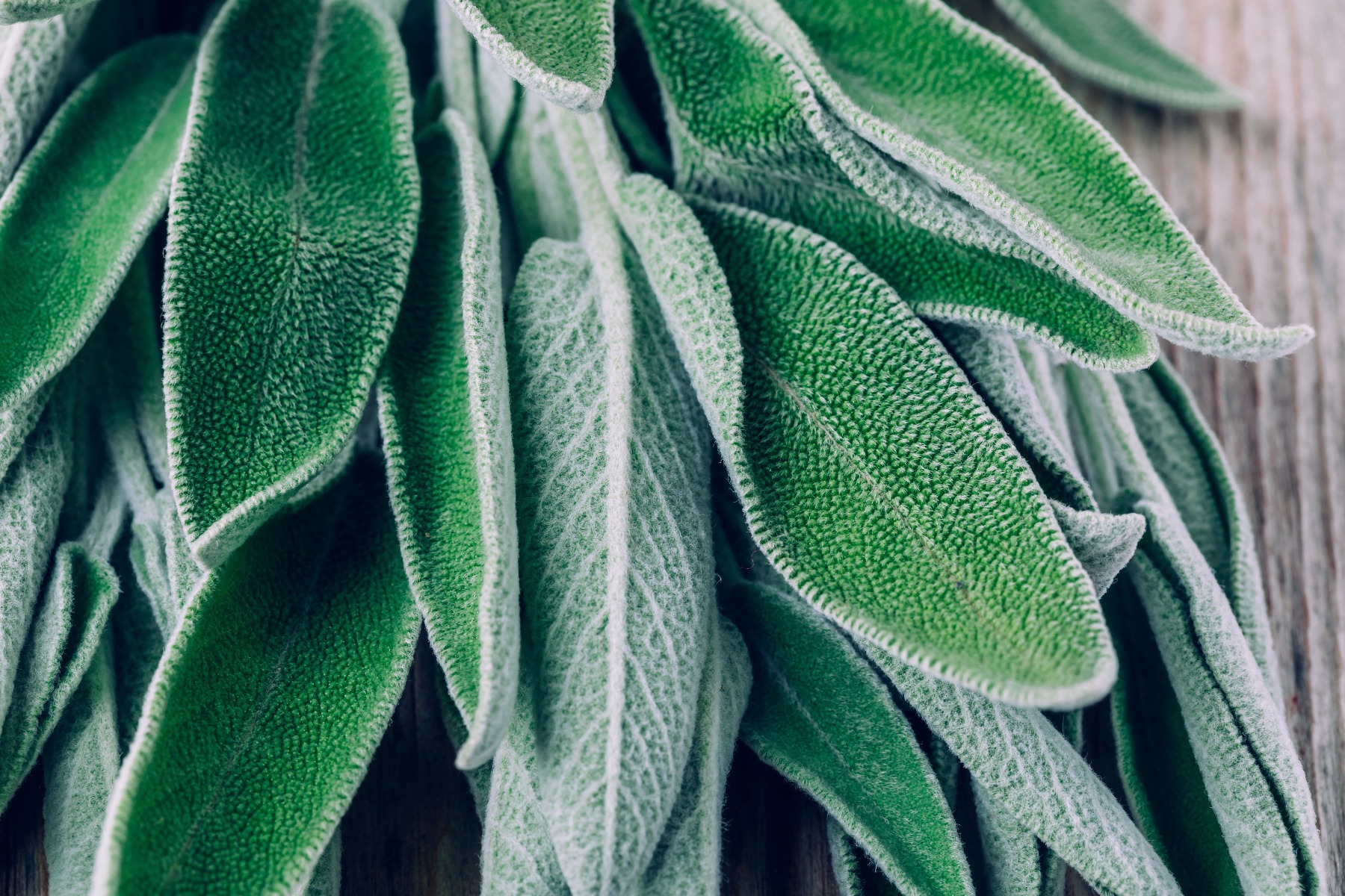 White Sage Fragrance,100% NATURAL