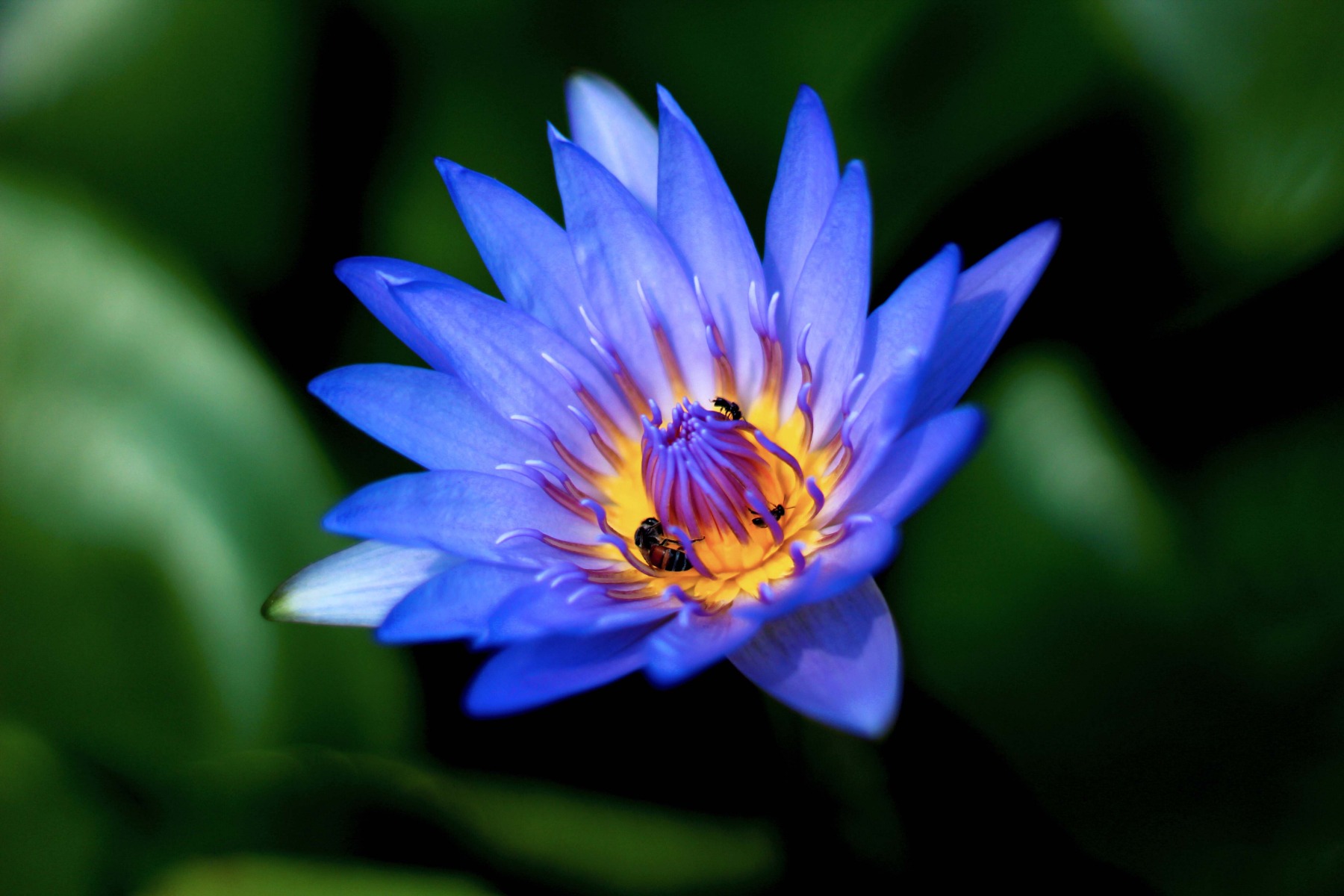 Blue Lotus and Moss Fragrance, Naturally Derived