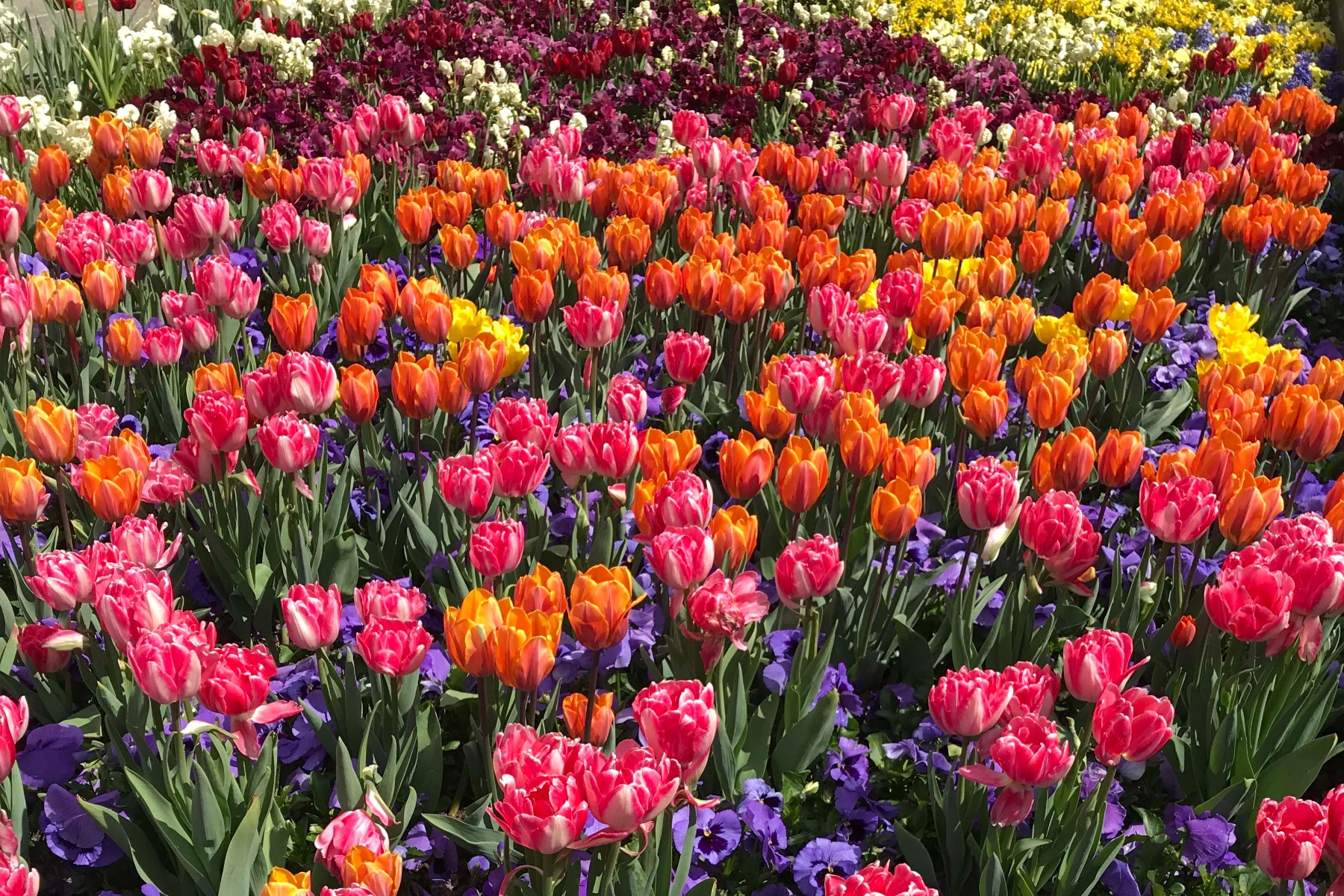 Spring Flowers Fragrance