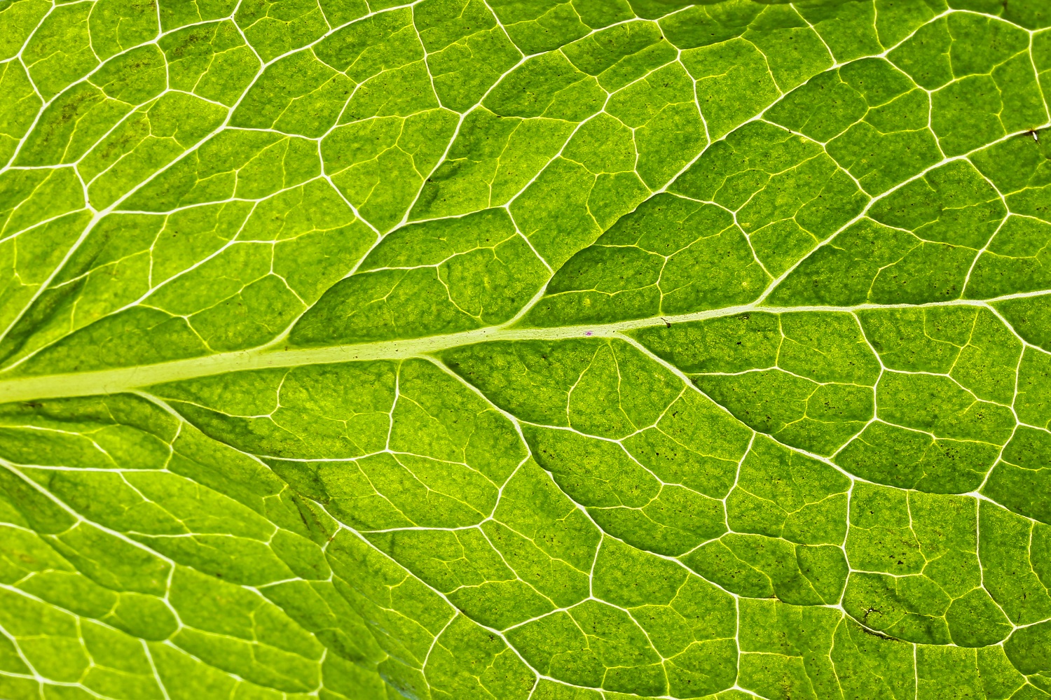 Cornmint Essential Oil