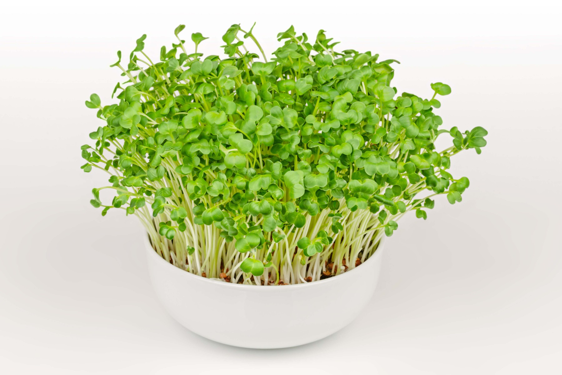 Daikon Radish Seed Extract (Oregon Grown!)