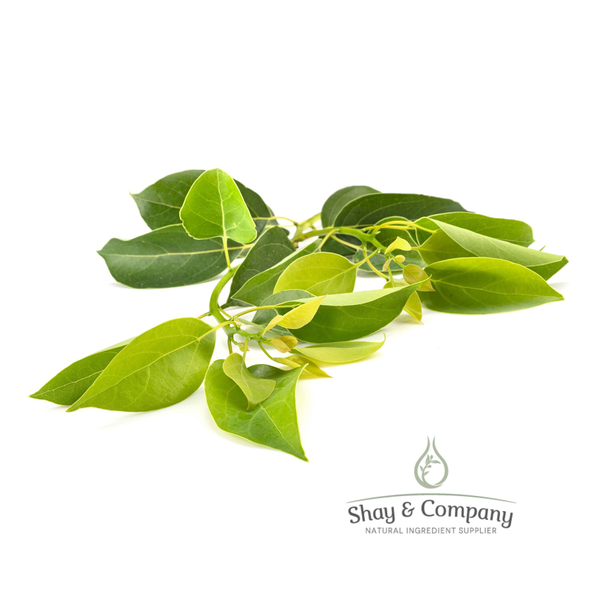 Camphor White Essential Oil