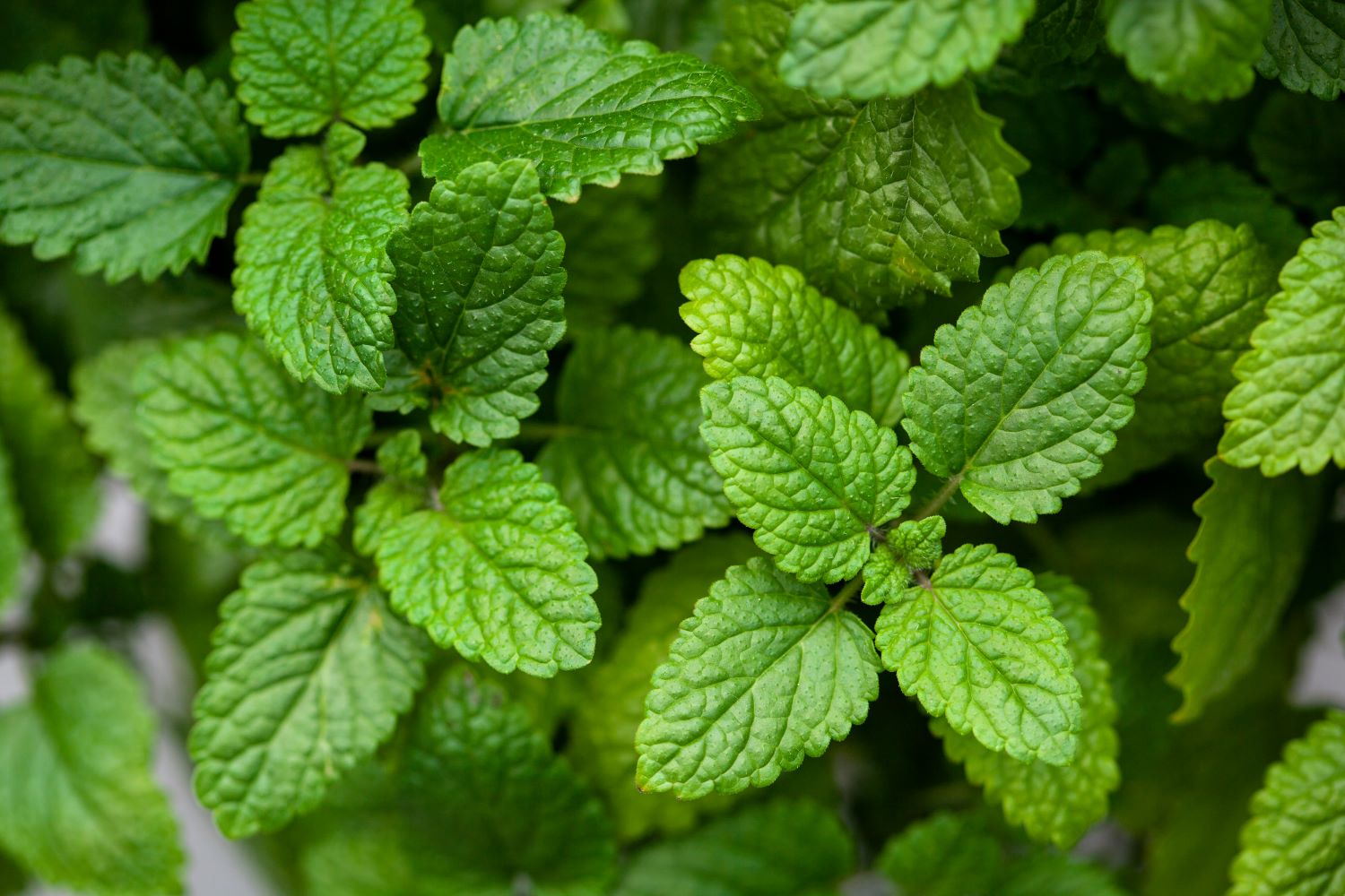 Melissa (Lemon Balm) Essential Oil Rectified