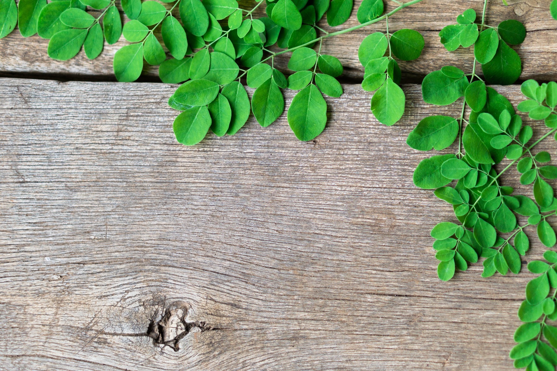 Moringa Oil Organic Virgin