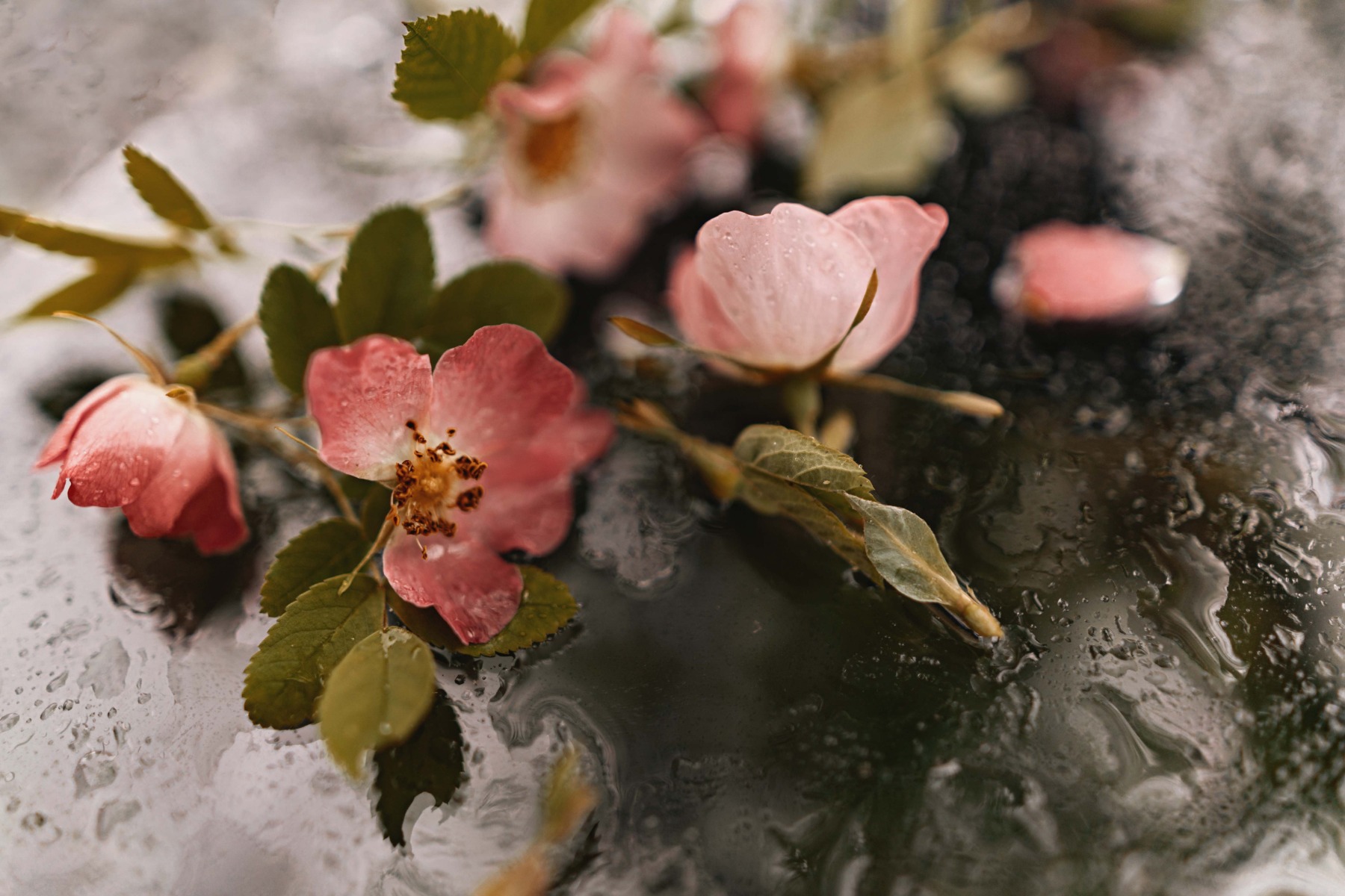 Wild Rose Fragrance