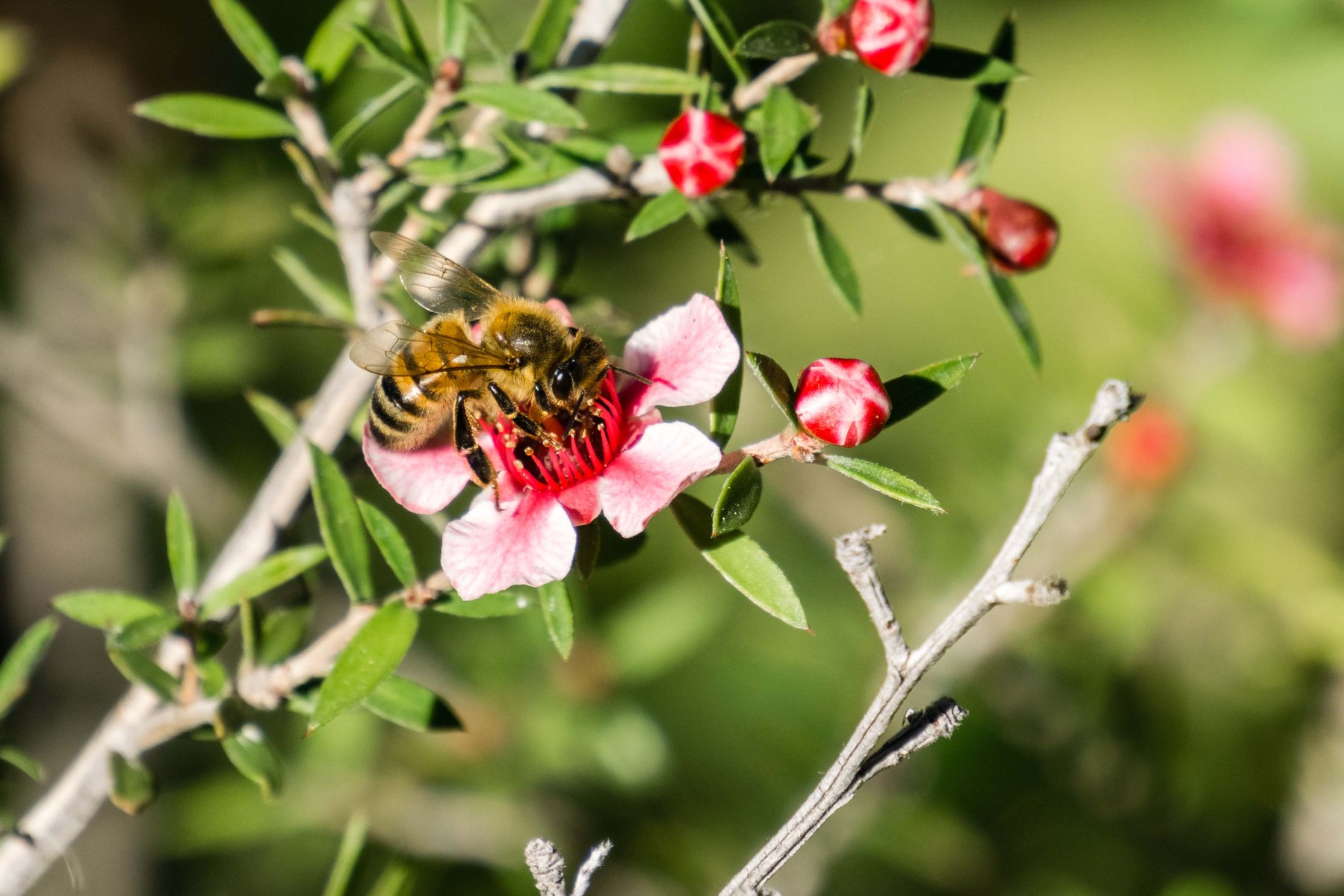 Manuka Essential Oil