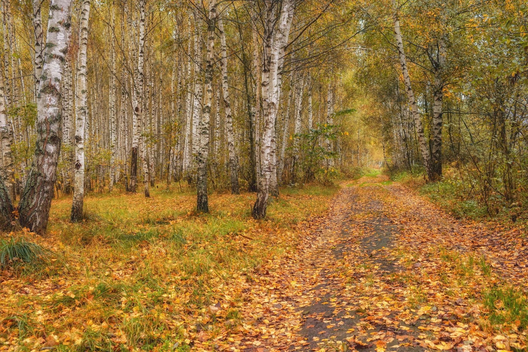Birchwood and Cranberry Fragrance