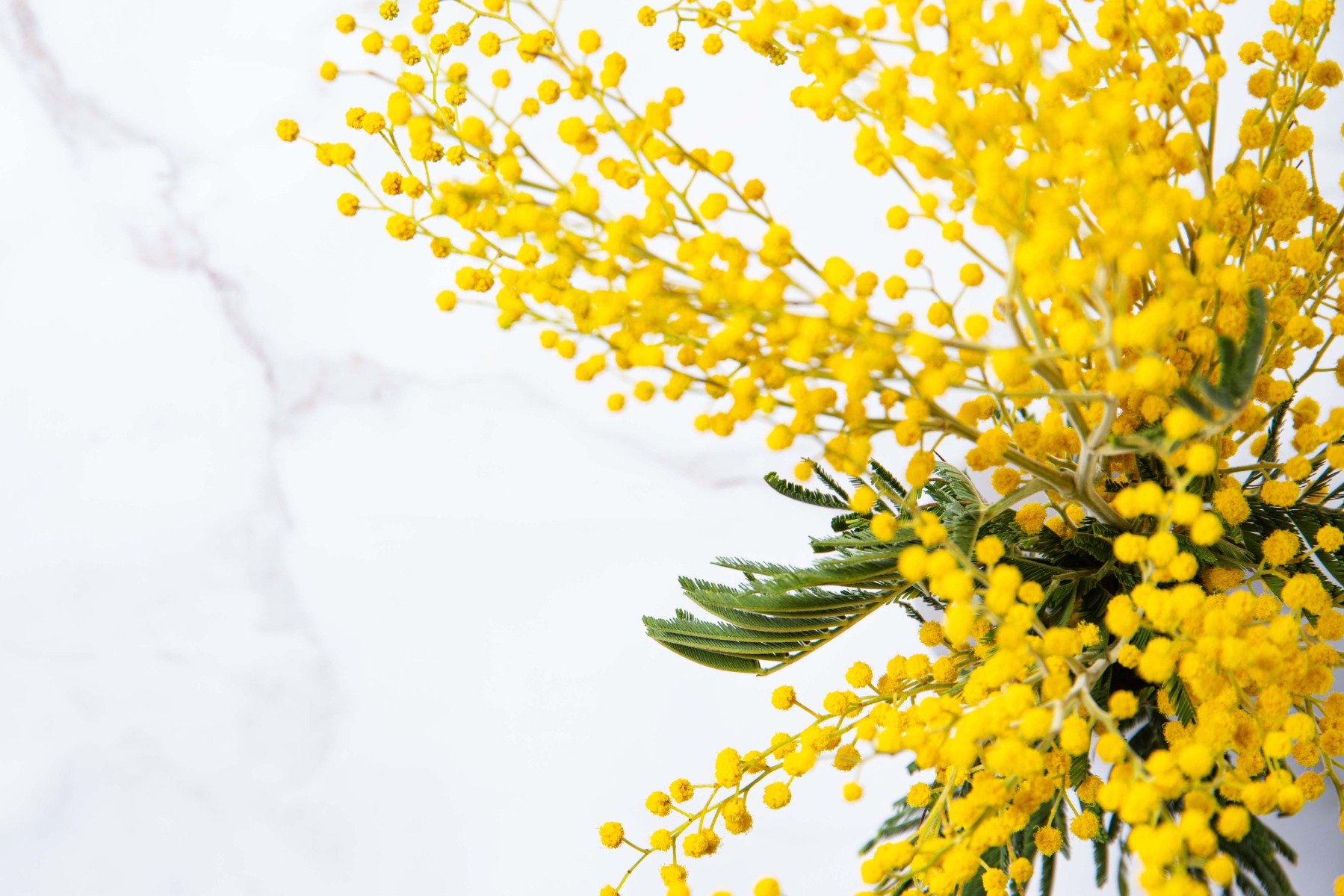 Mimosa Floral Wax (Essential Oil Concentrate)