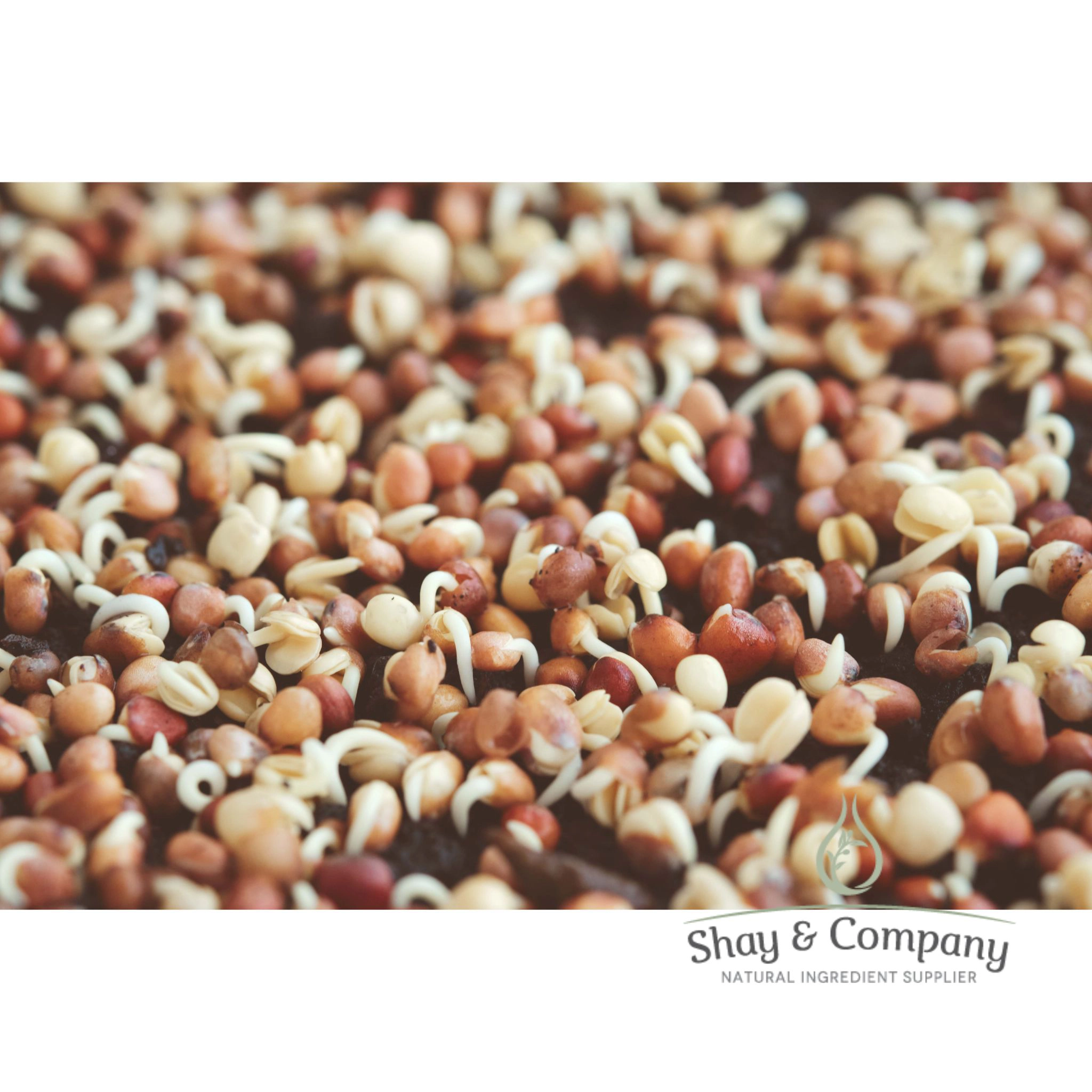 Broccoli Seed Oil, Organic, Cold Pressed