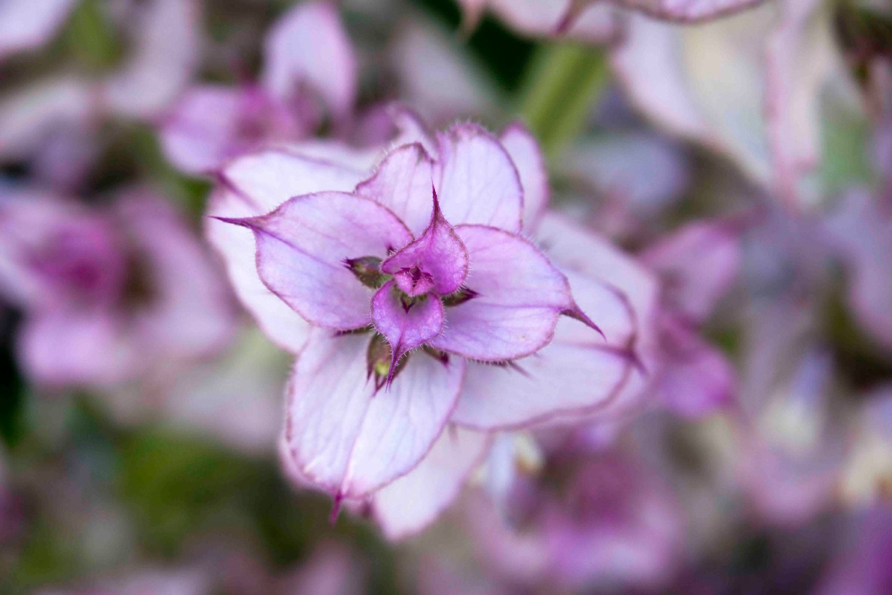 Clary Sage Essential Oil