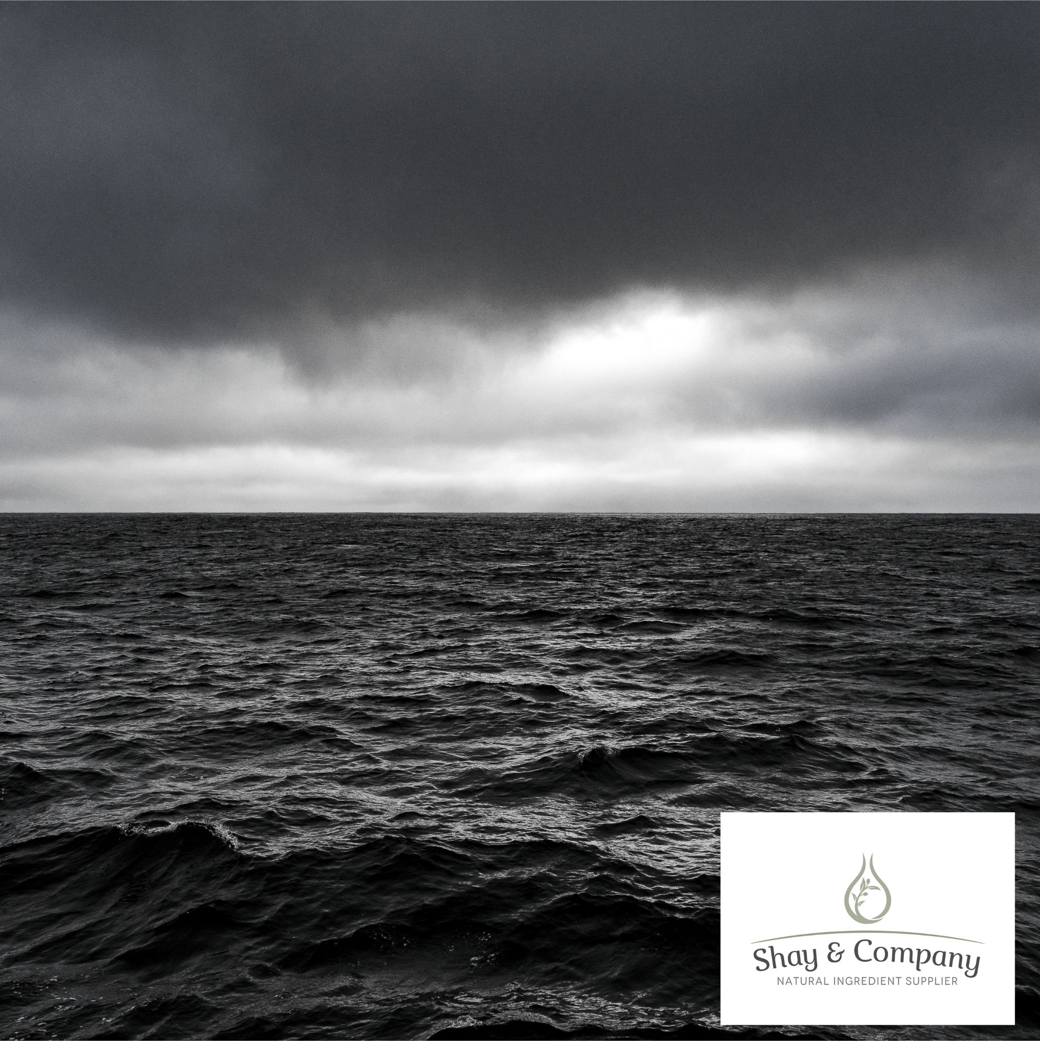 Black Sea and Oakmoss Fragrance