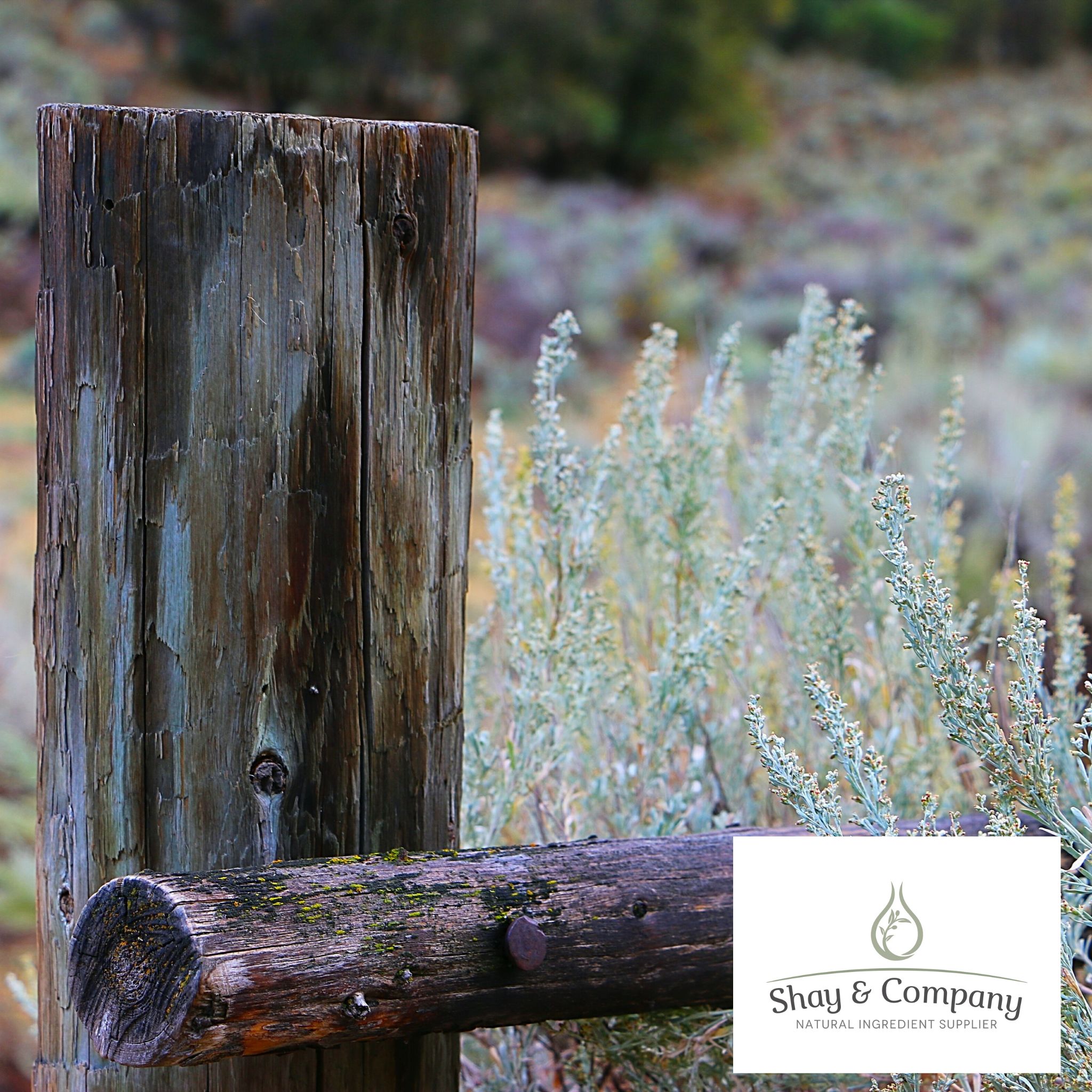Sagebrush Fragrance 100% Natural