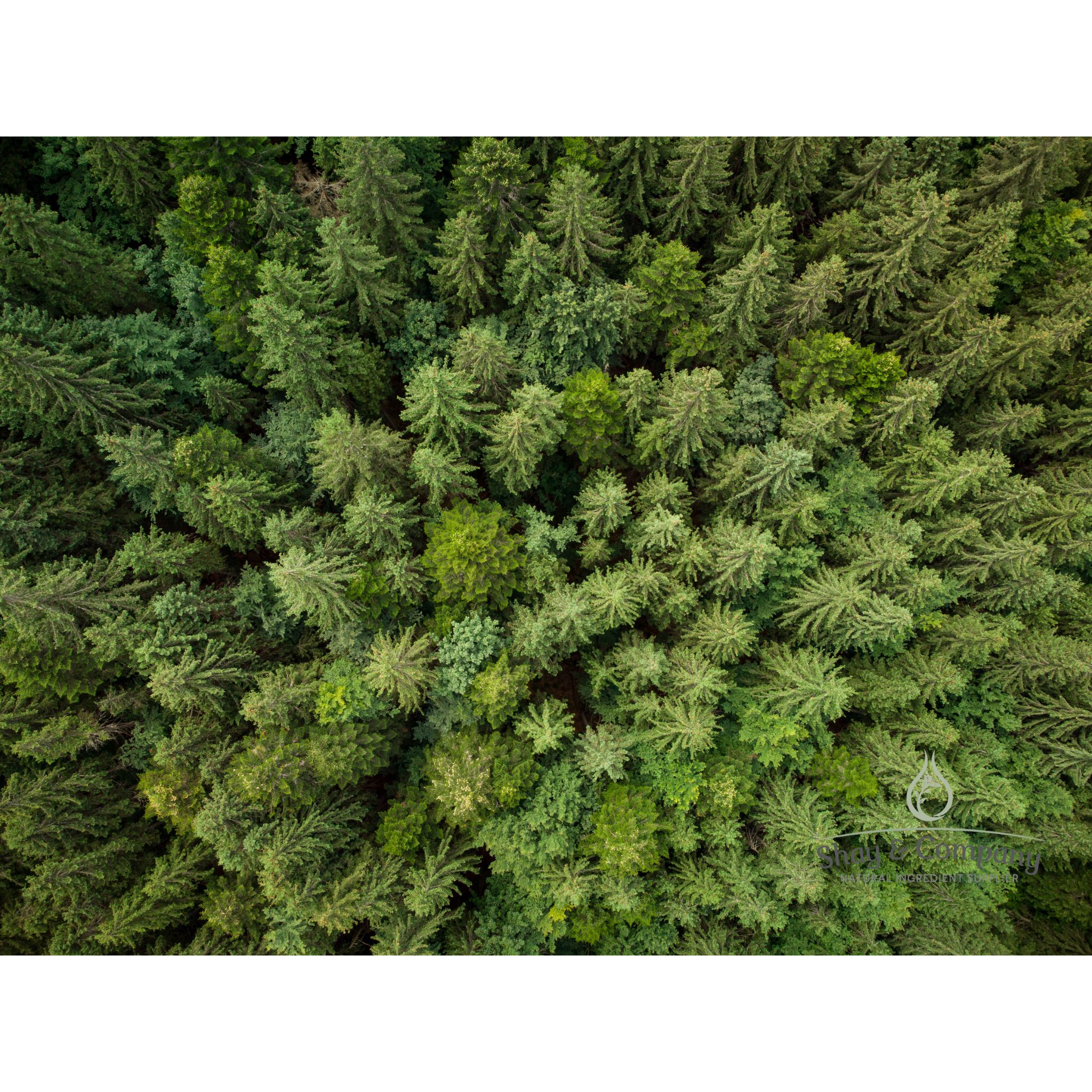 Frazier Fir Fragrance, Naturally Derived