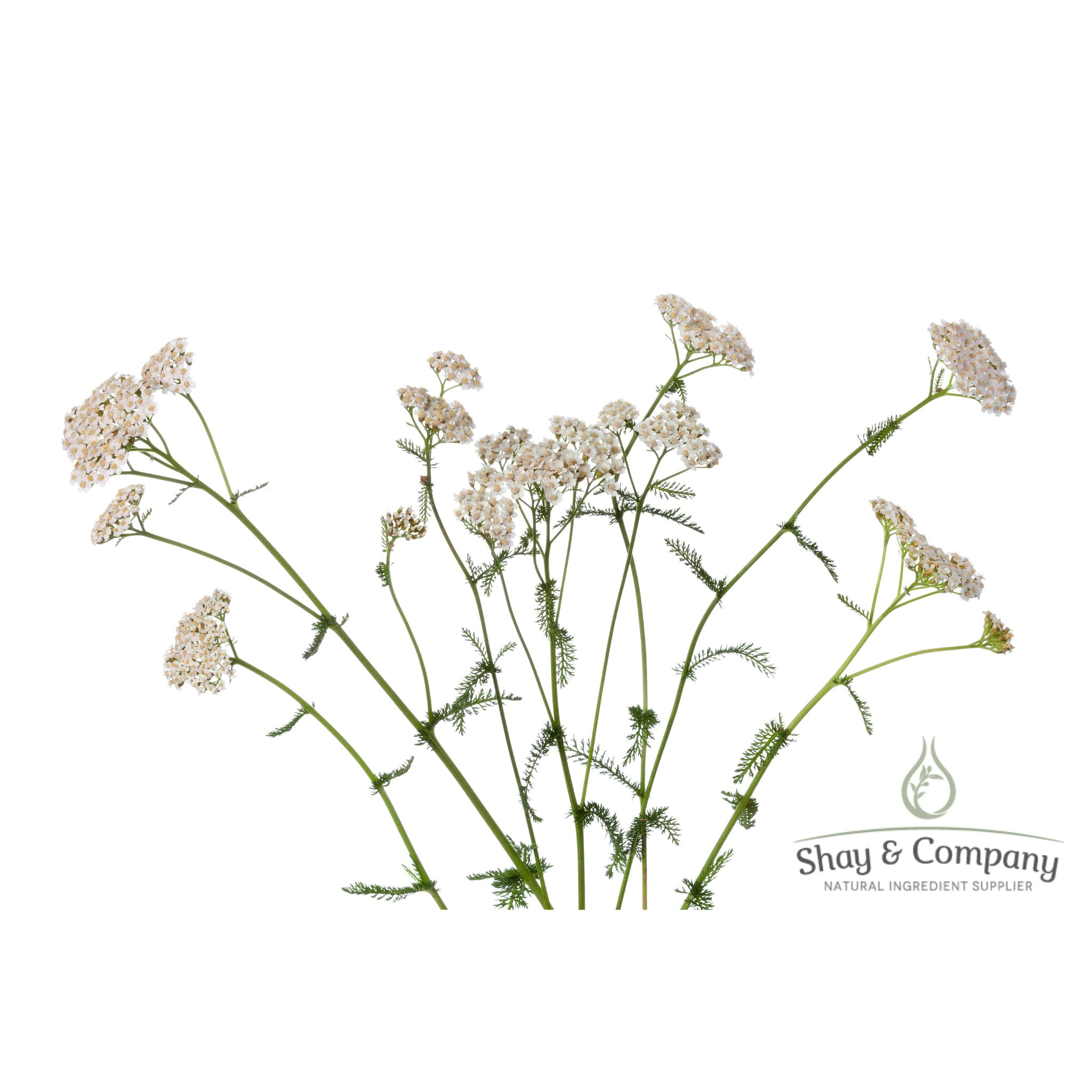 Yarrow Oil Extract Organic