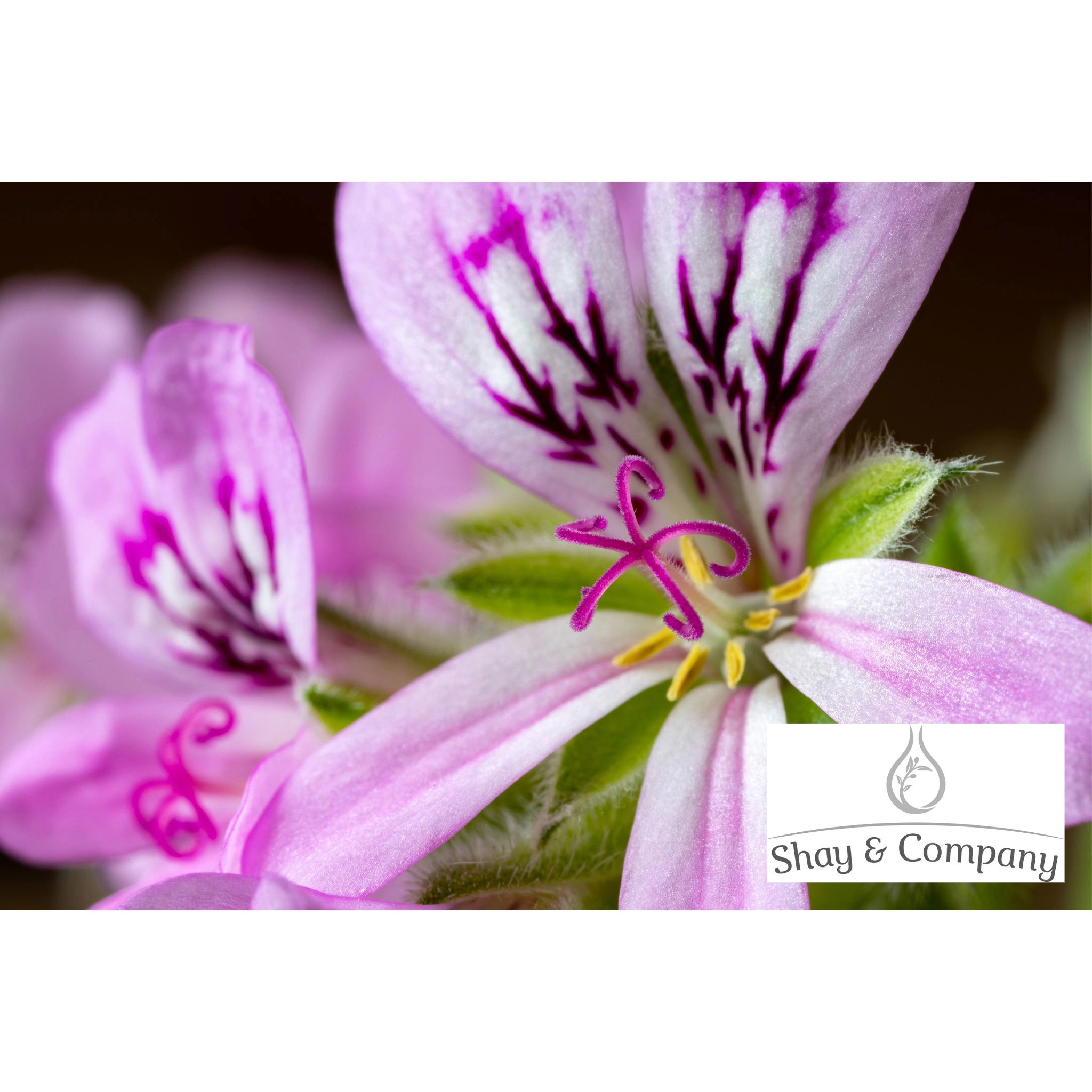 Geranium Egyptian Essential Oil