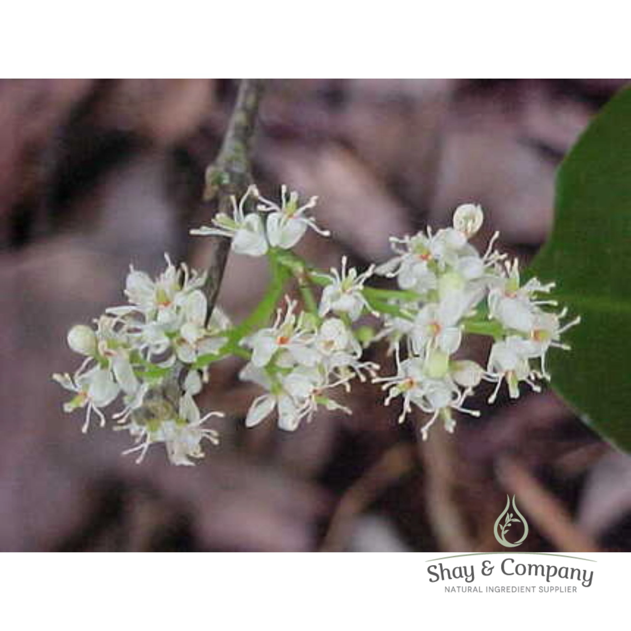Amyris Essential Oil