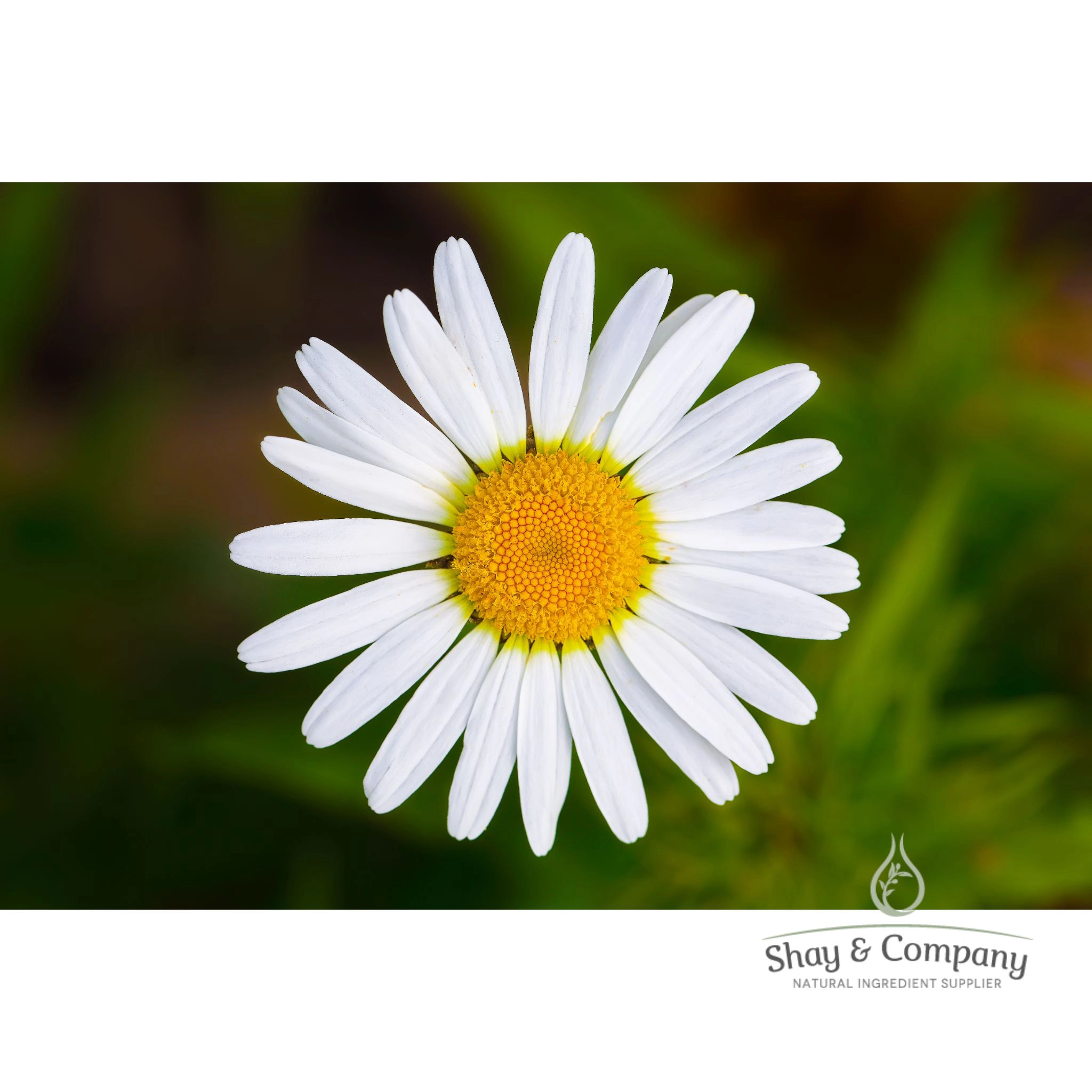 Chamomile Oil Extract Organic