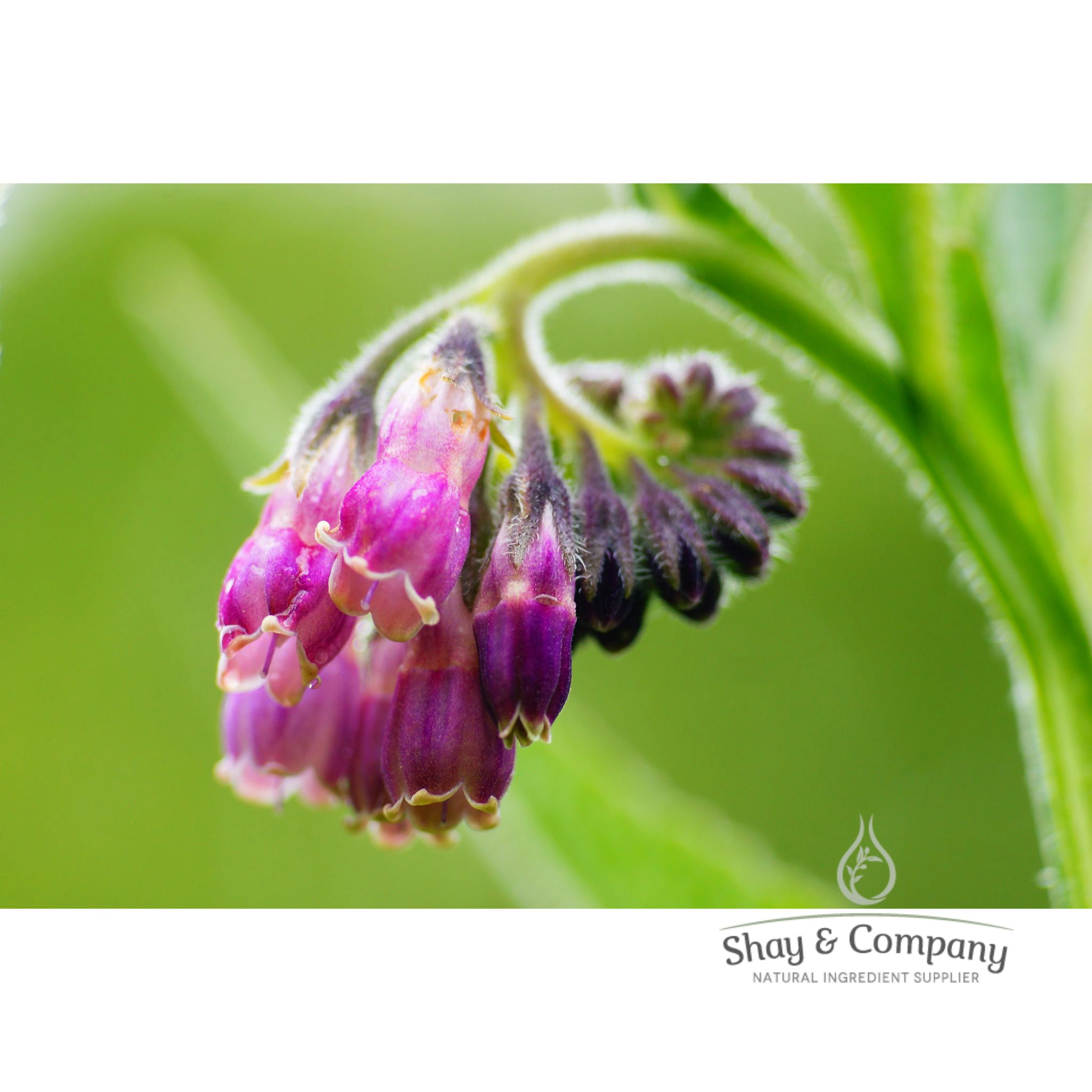 Pure Comfrey Leaf Oil Extract