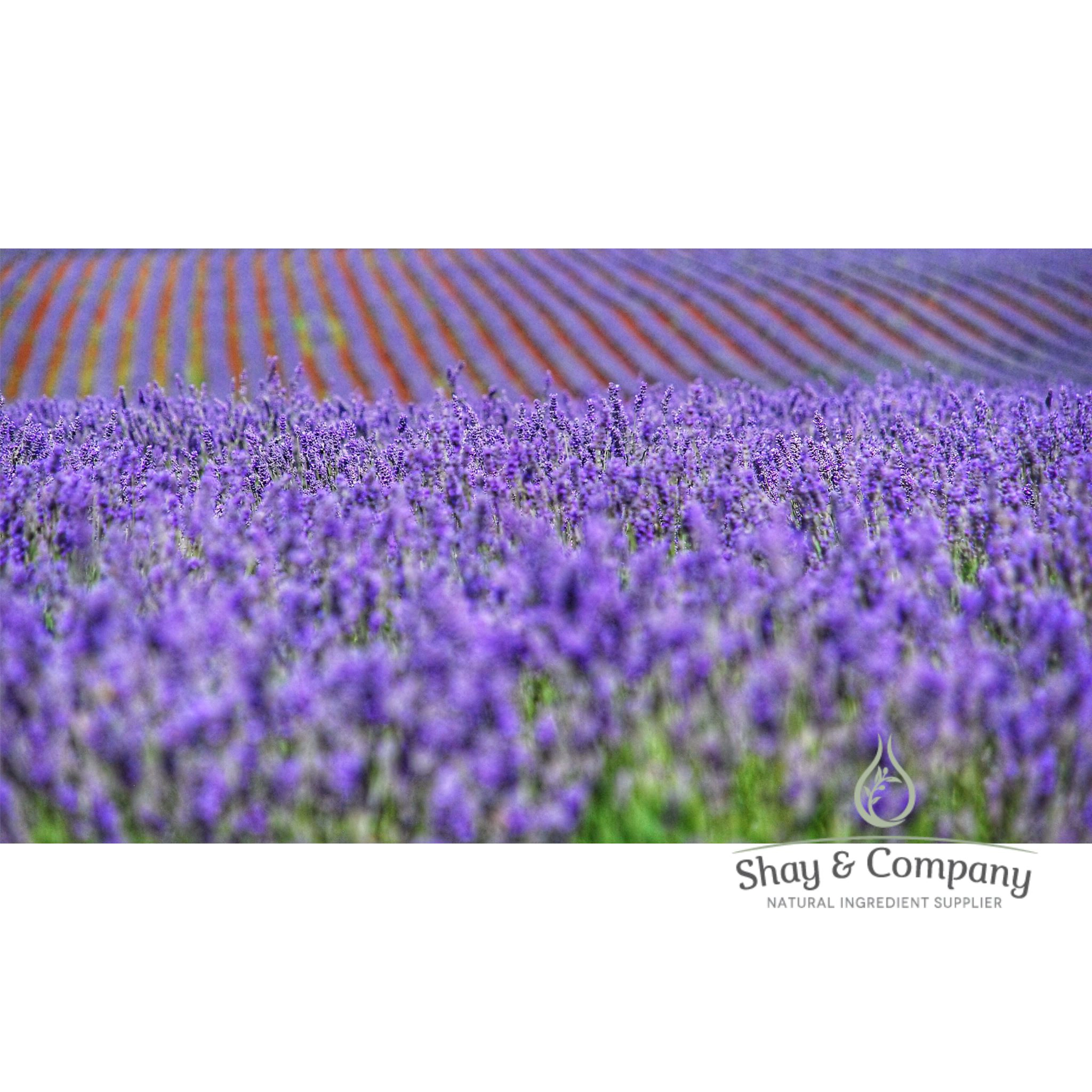 Lavender Oil Extract Organic