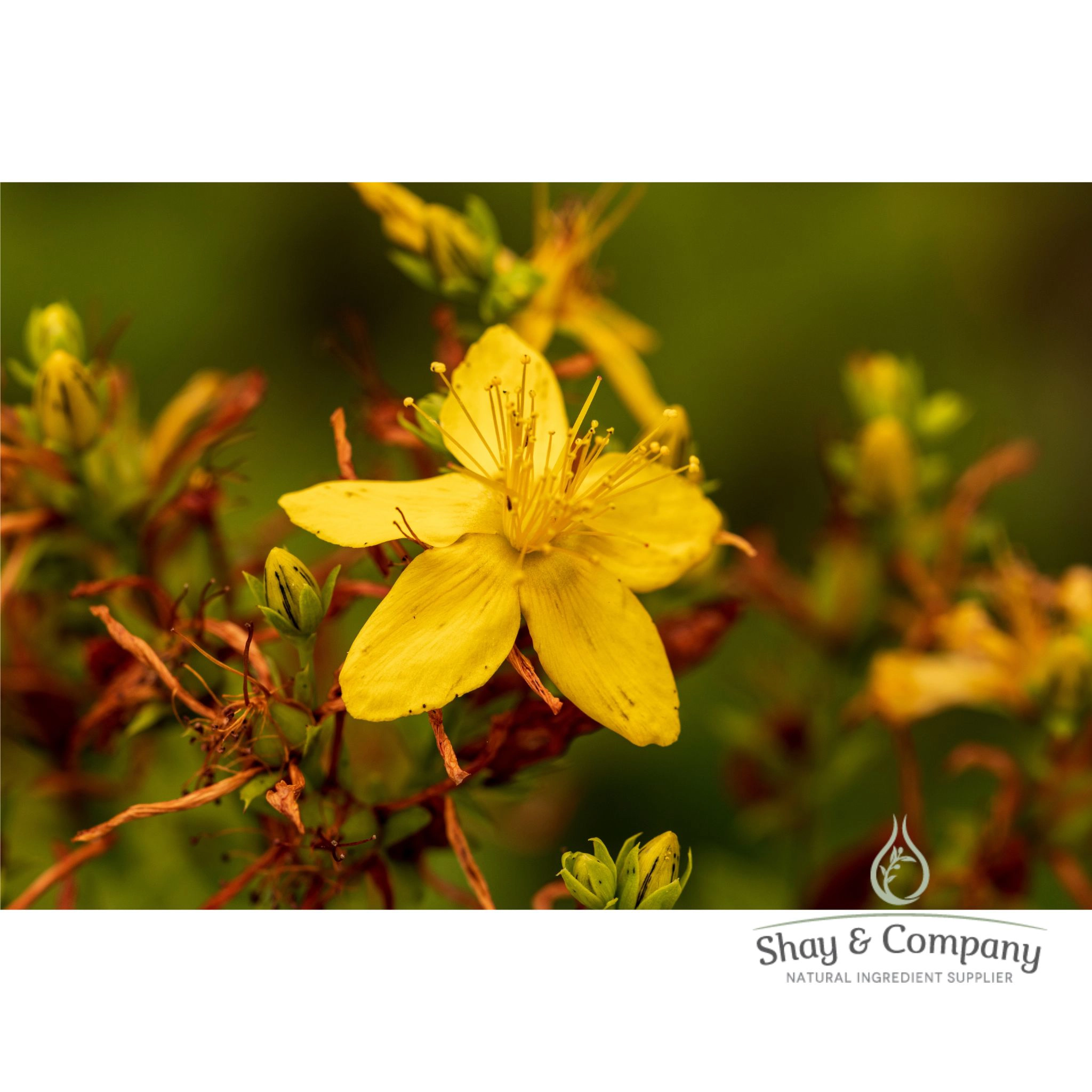St John's Wort Oil Extract Organic
