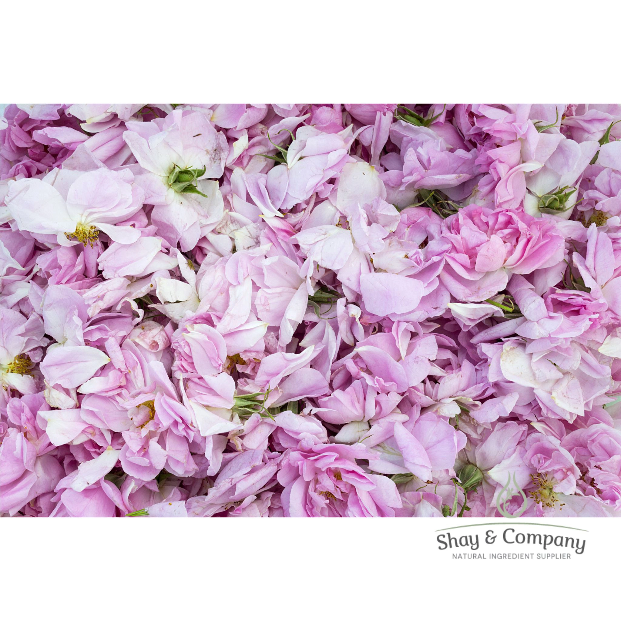Rose Wax (Floral Wax)