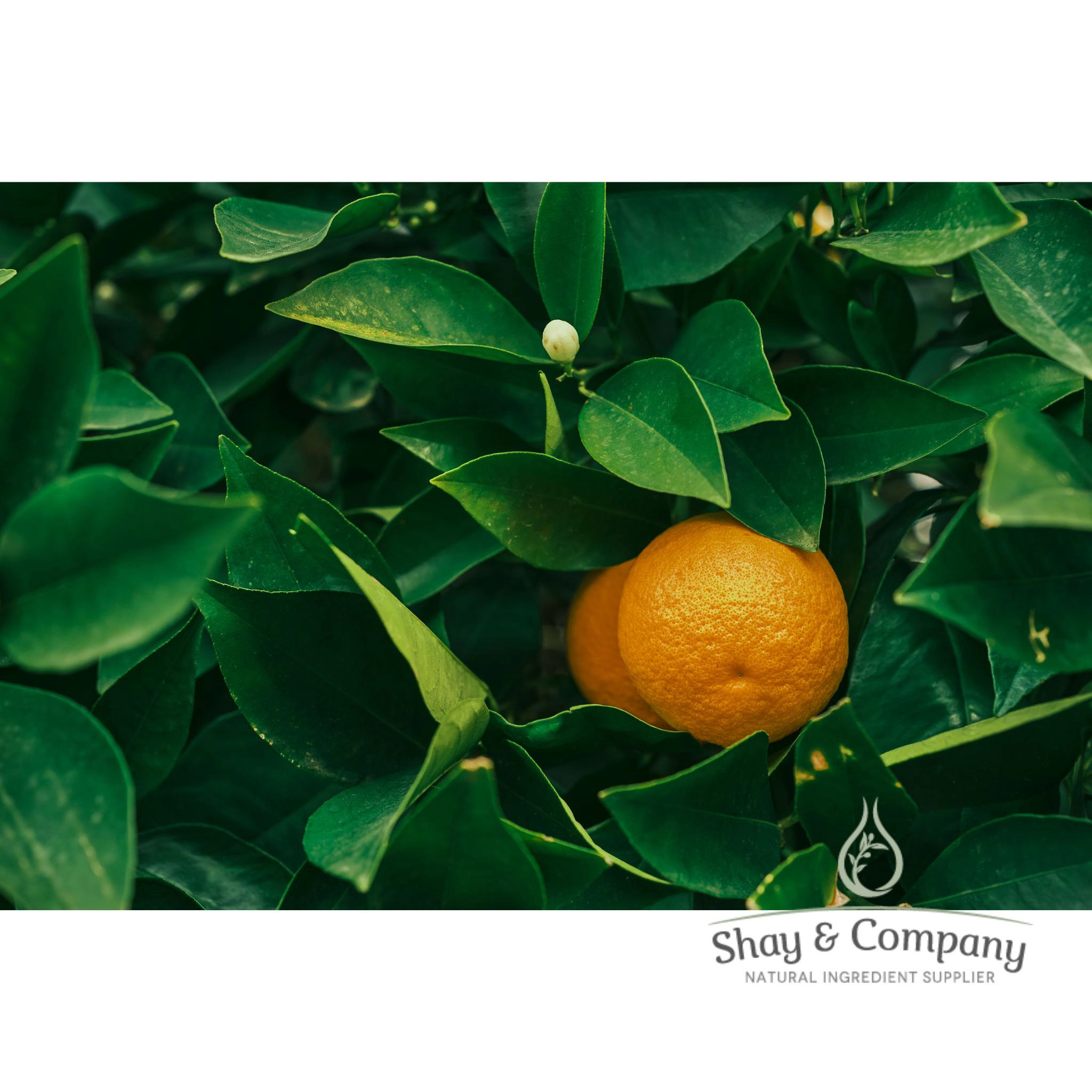 Neroli Water Hydrosol (Hydrolat) Organic