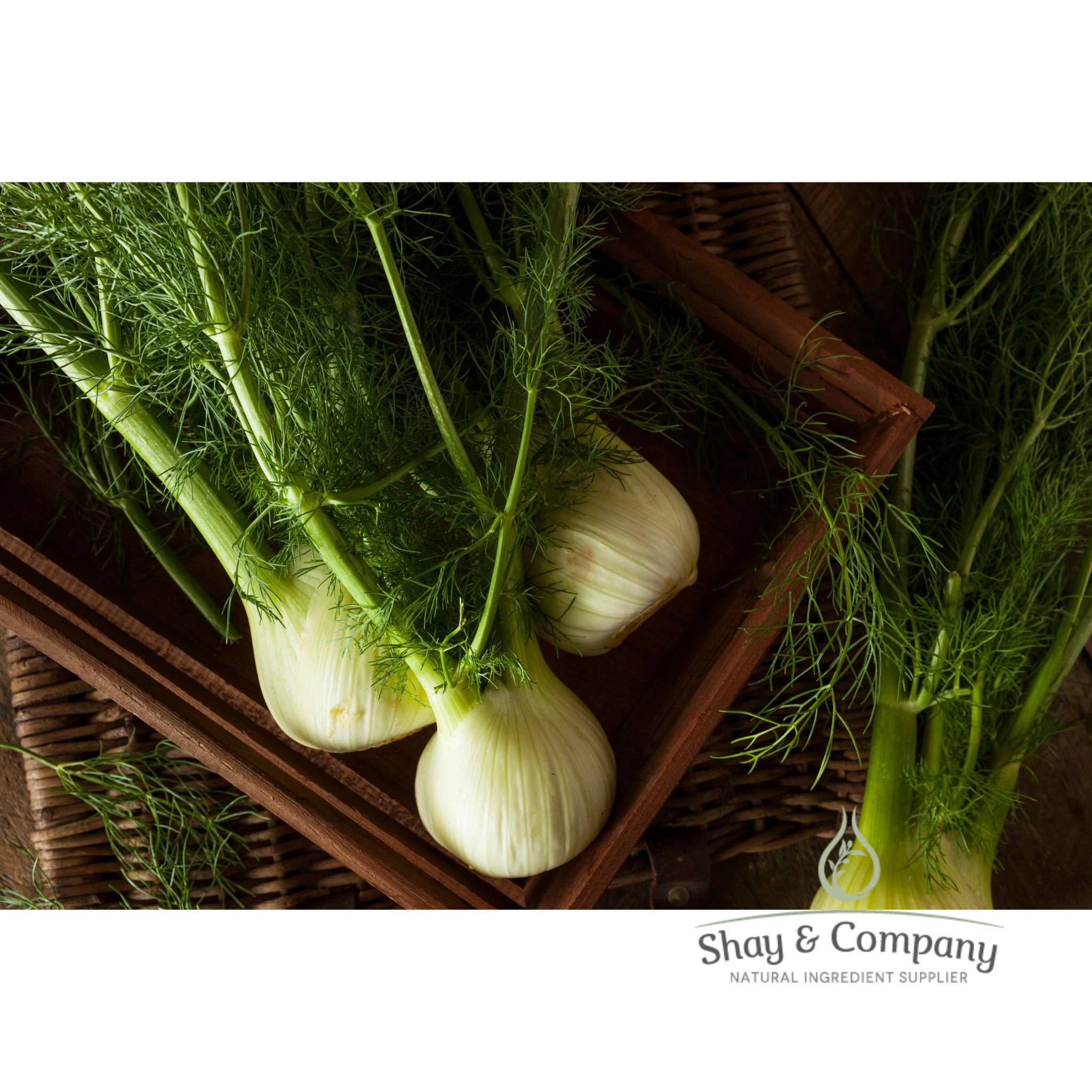 Fennel Sweet Essential Oil