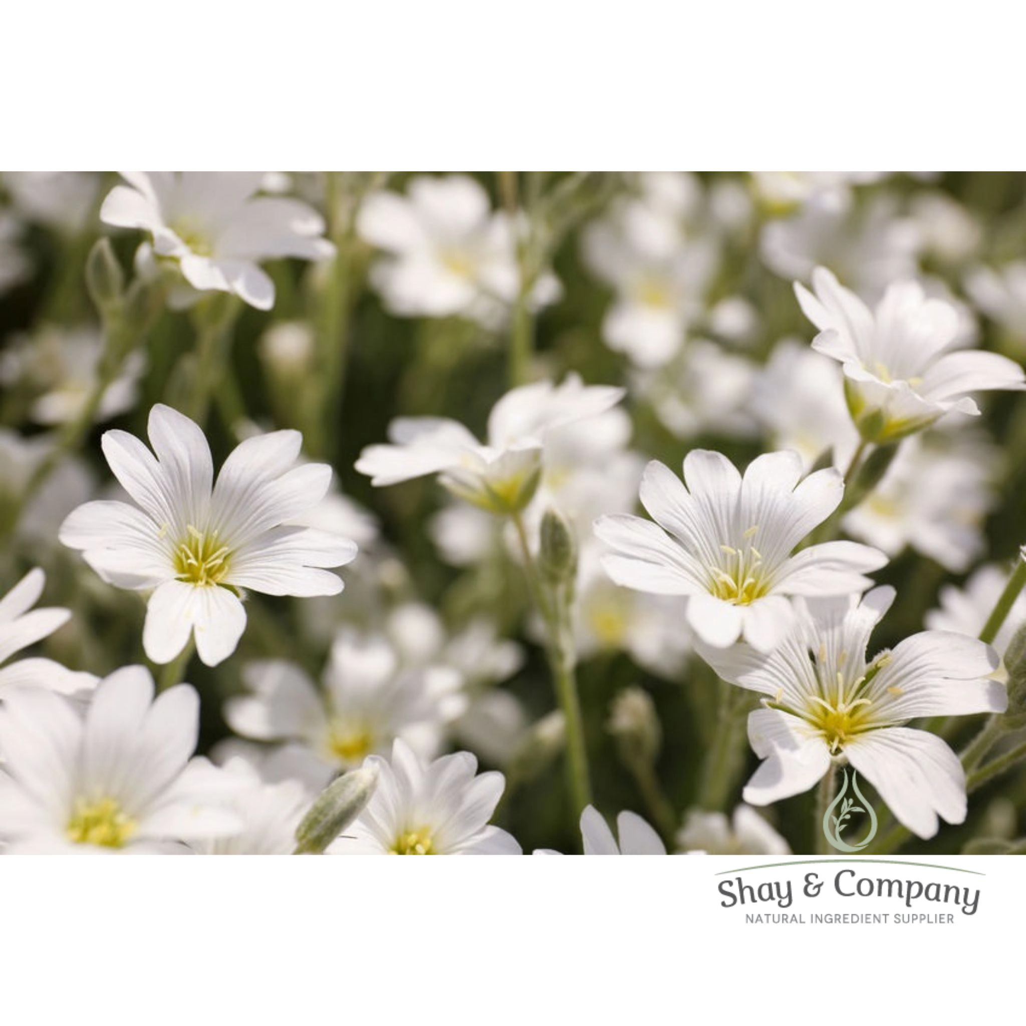 Meadowfoam Seed Oil, Wild, Cold Pressed  **New pricing!!