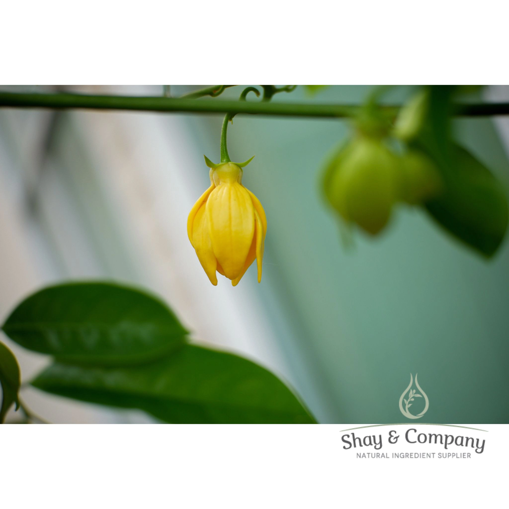Jasmine Ylang Fragrance, 100% Natural