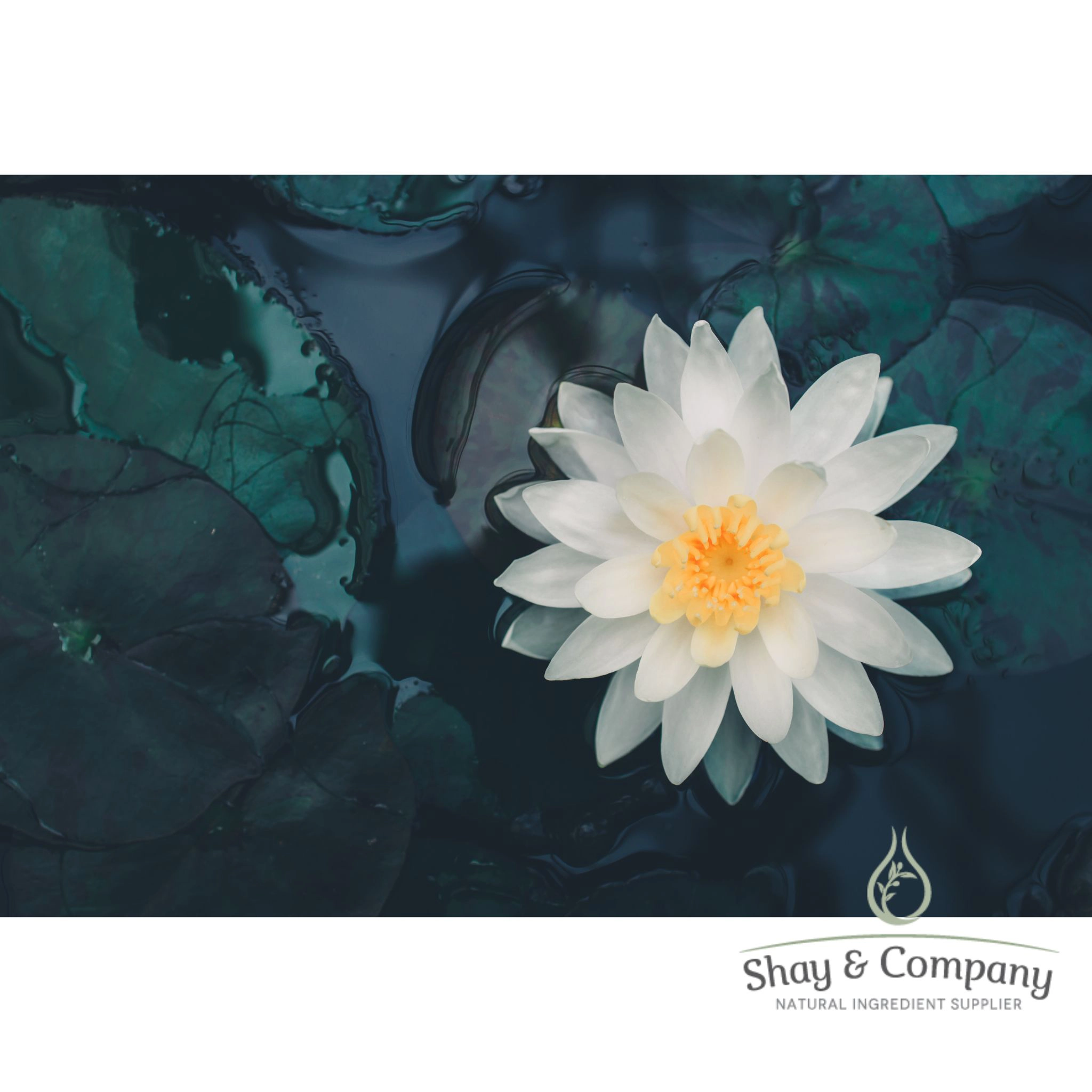 White Lotus & Lime Fragrance, 100% Natural