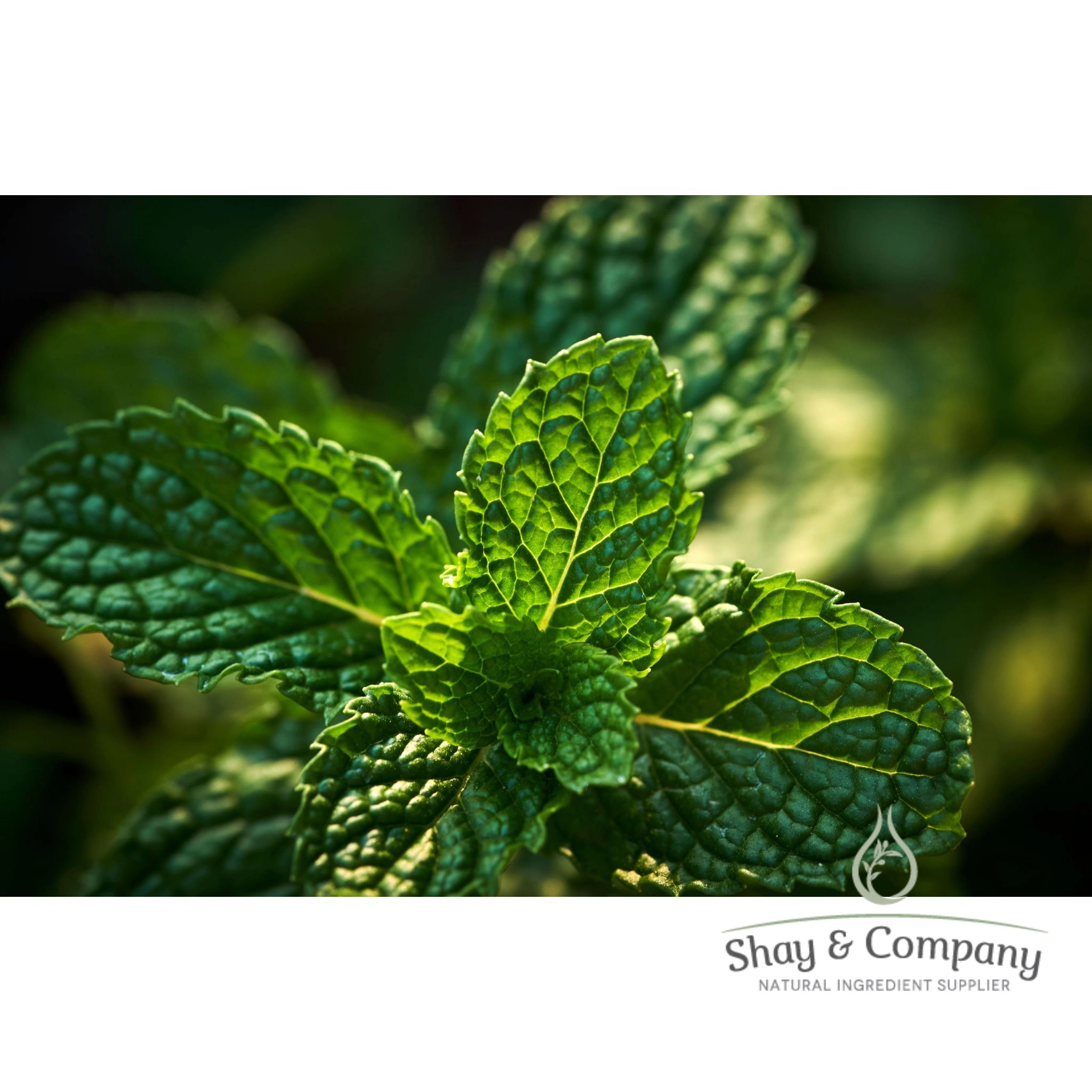 Peppermint Supreme Essential Oil
