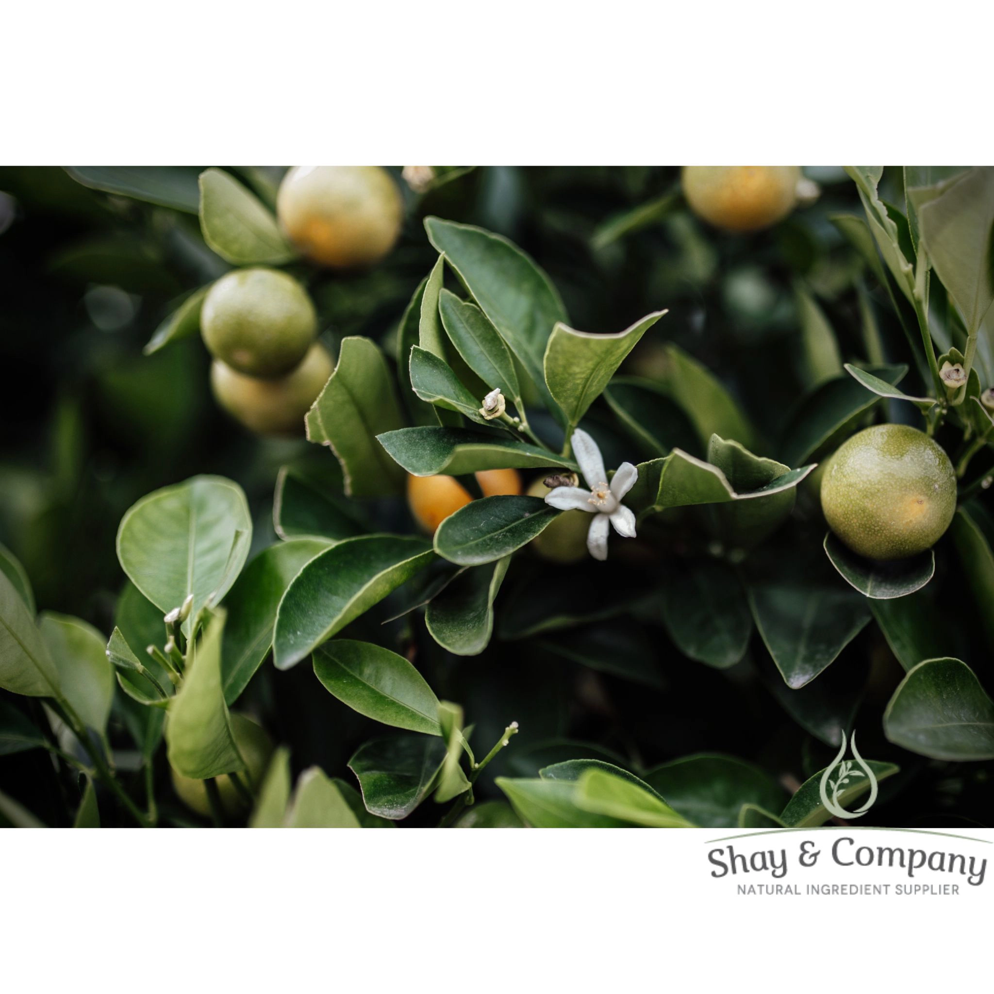 Petitgrain Essential Oil