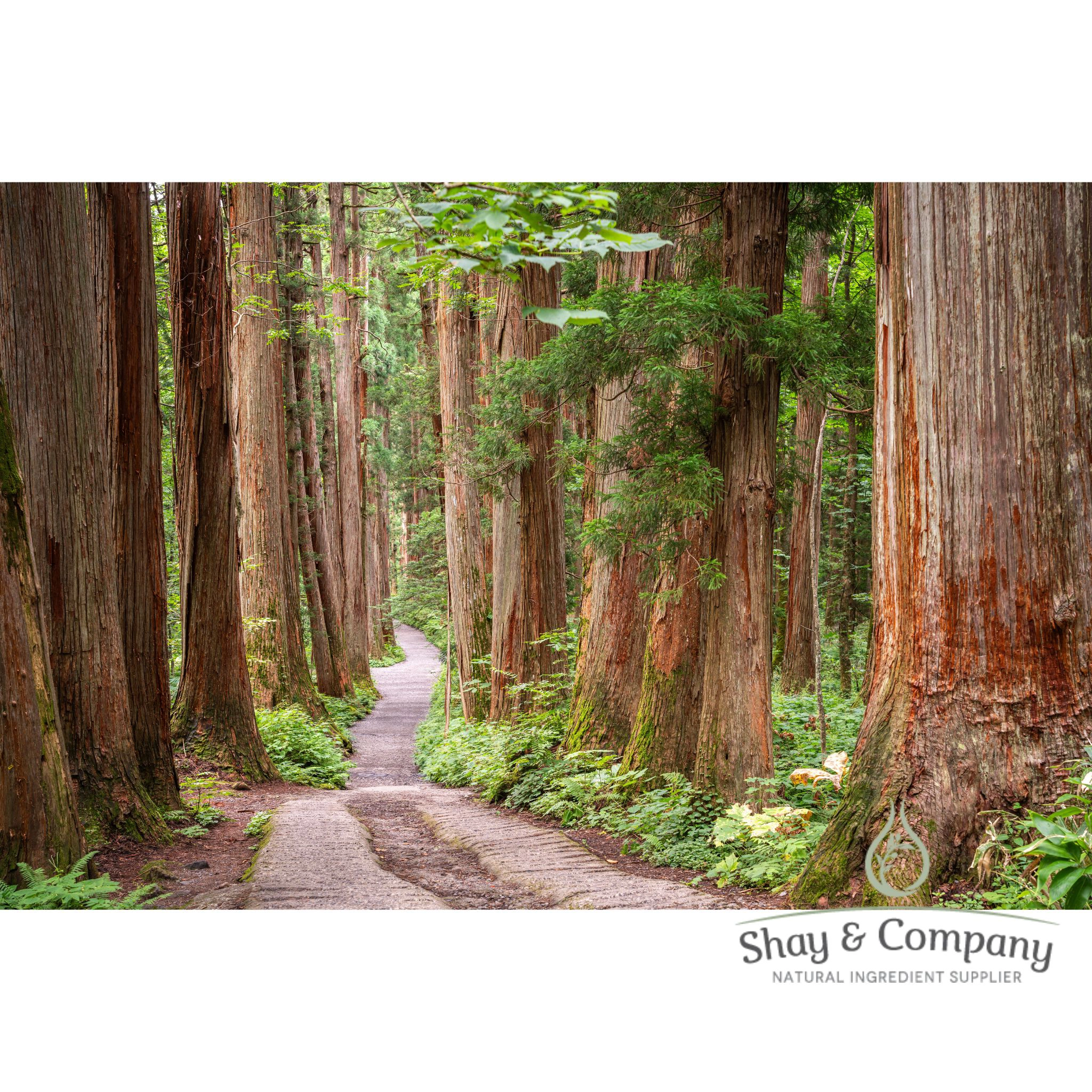 Hinoki Woods Fragrance 100% Natural